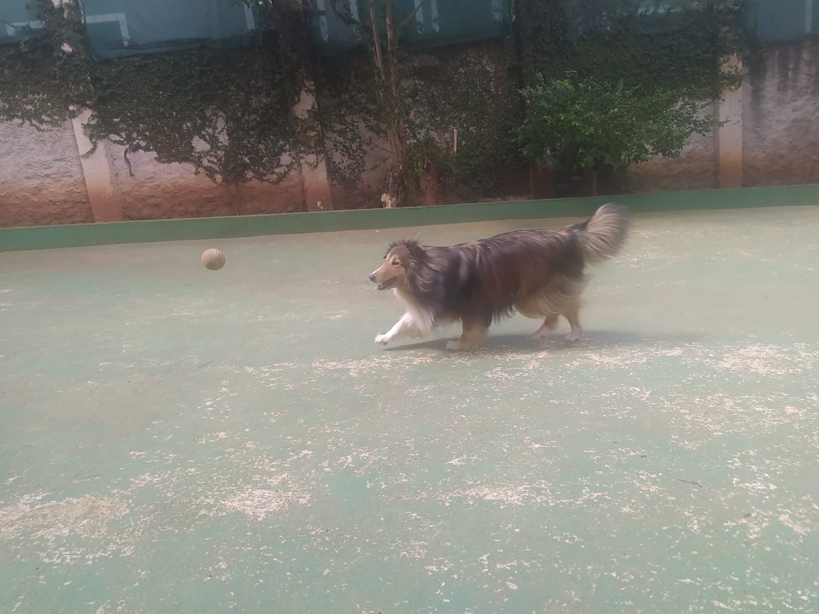 Foto do dia 14/04/2026 11:15  na clínica Animal House