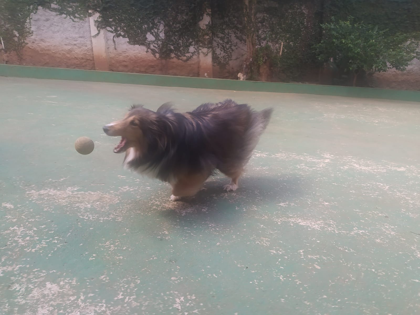 Foto do dia 14/04/2026 11:15  na clínica Animal House