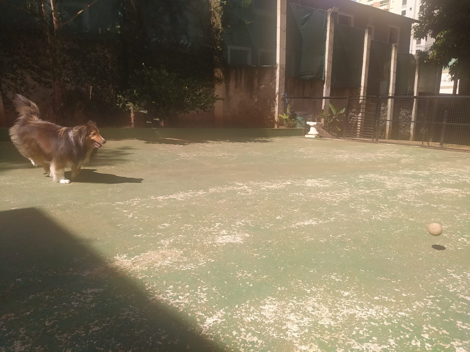 Foto do dia 14/04/2026 11:16  na clínica Animal House