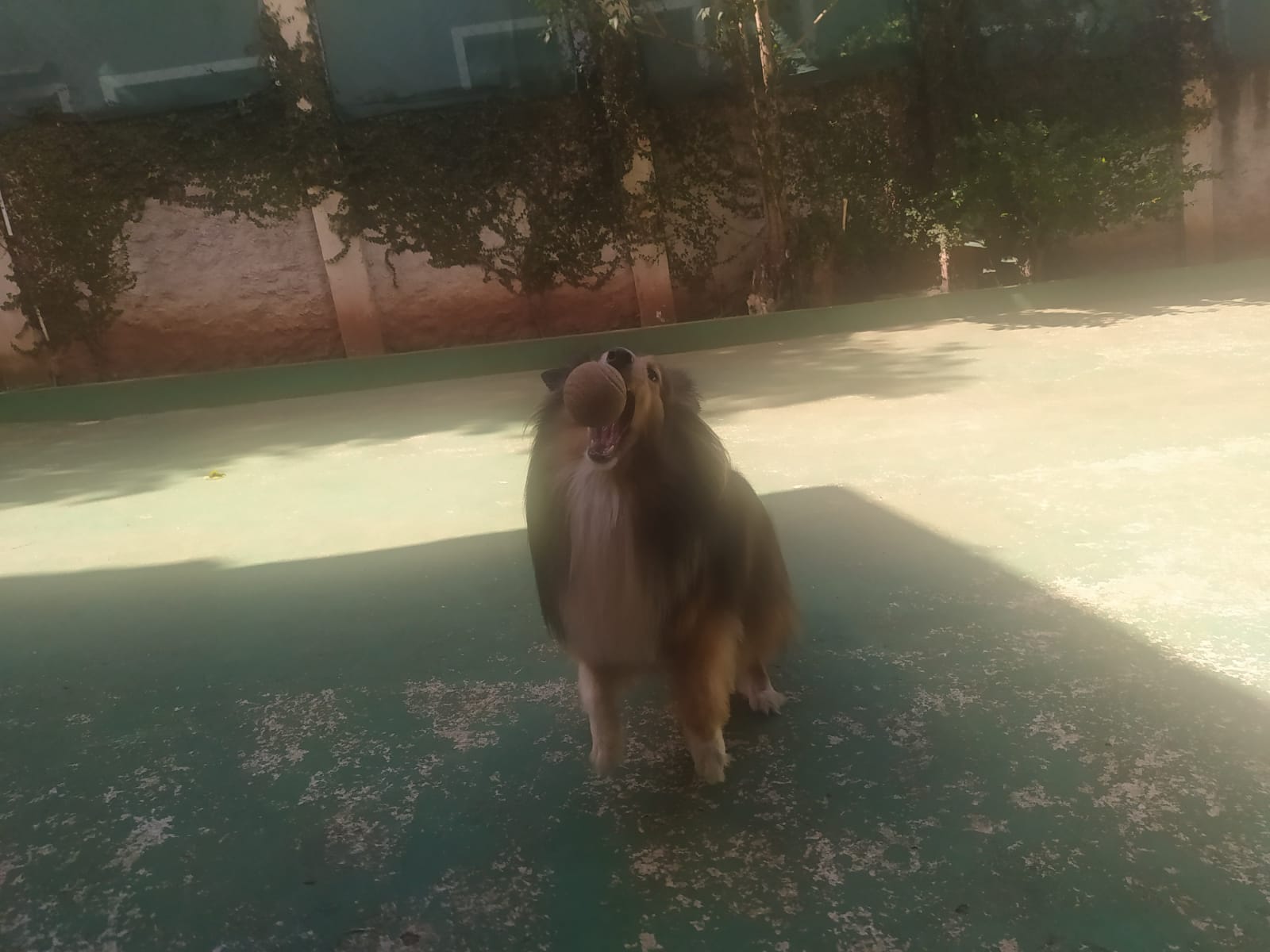 Foto do dia 14/04/2026 11:16  na clínica Animal House