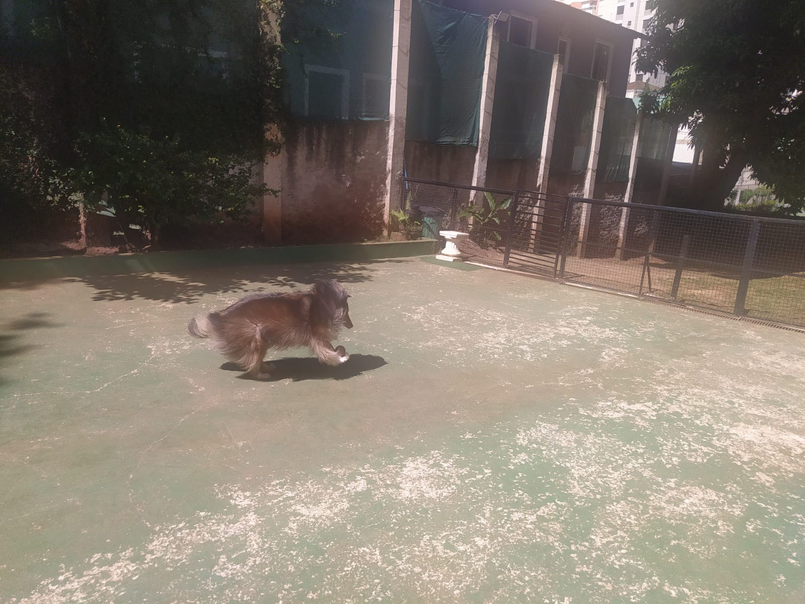 Foto do dia 14/04/2026 11:16  na clínica Animal House