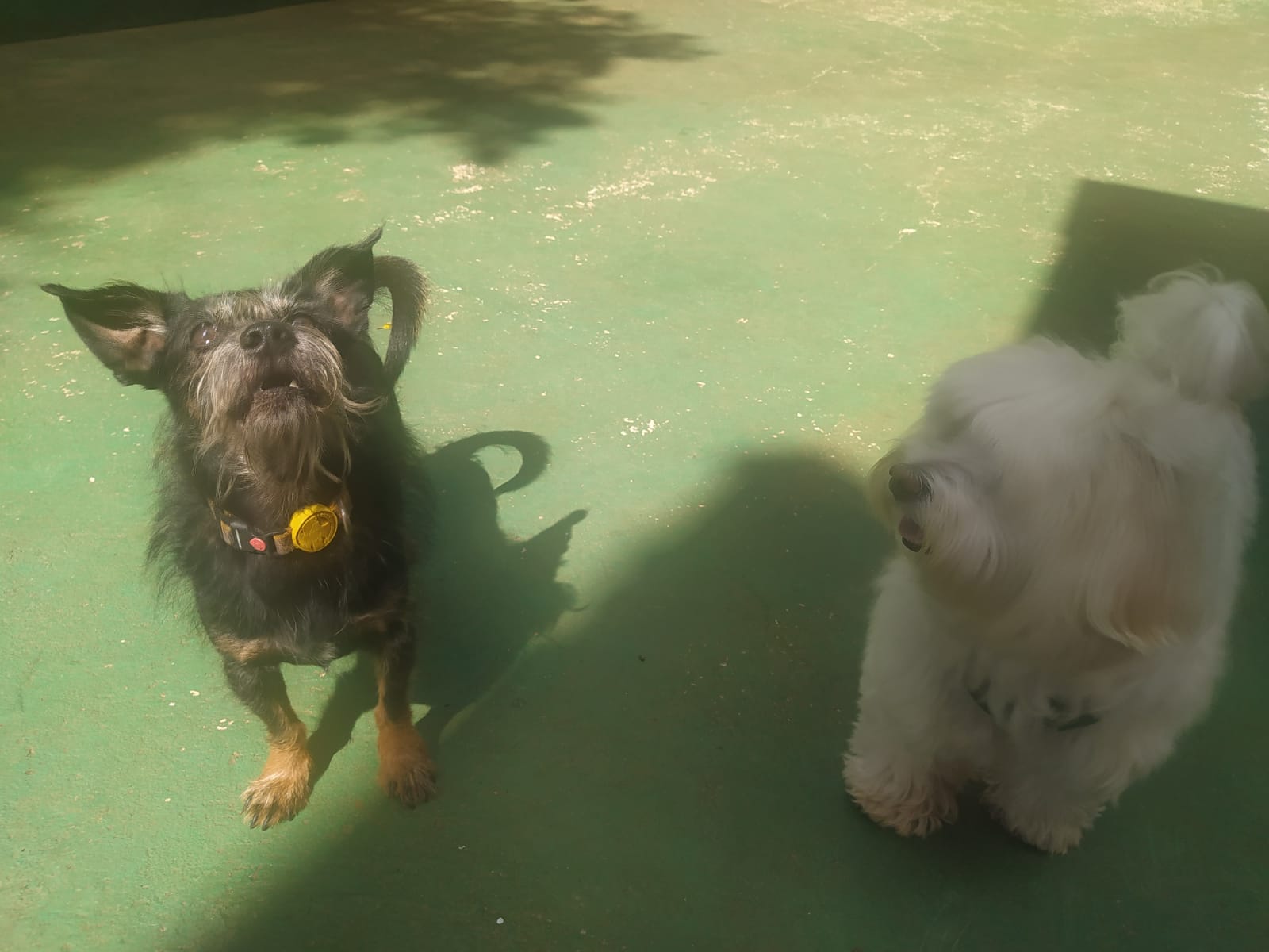 Foto do dia 14/04/2026 11:28  na clínica Animal House