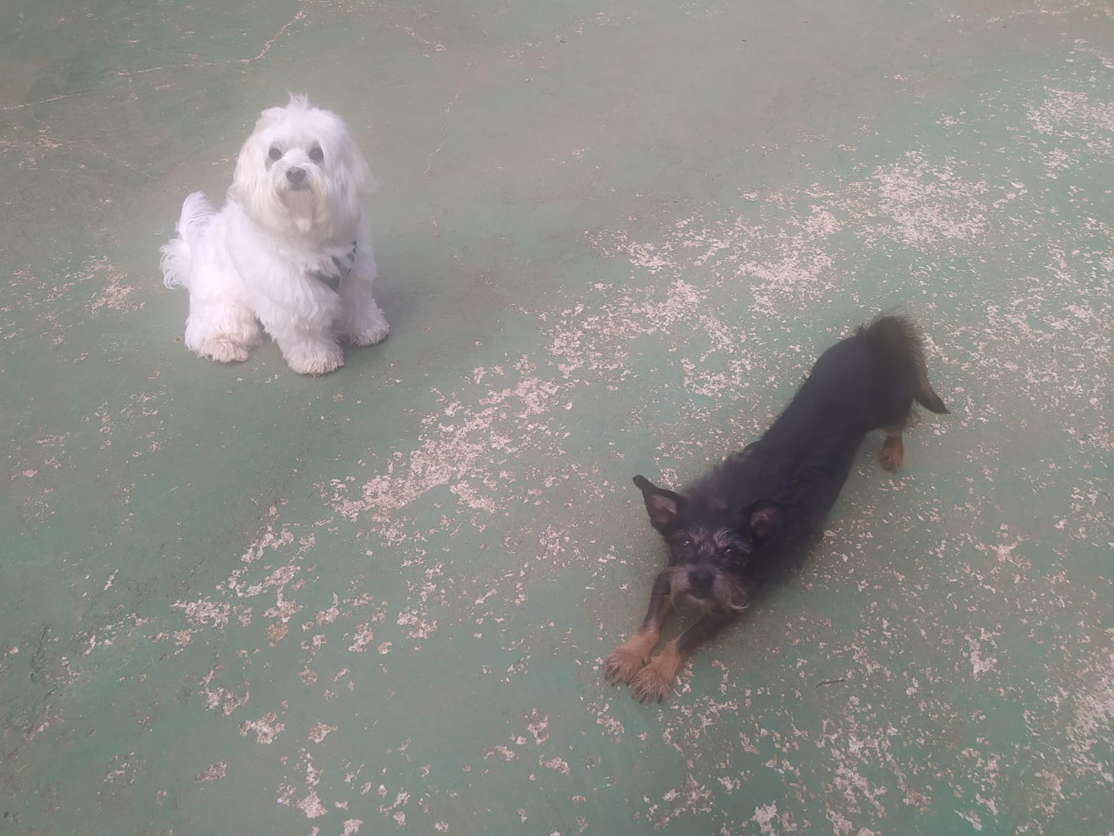 Foto do dia 14/04/2026 11:28  na clínica Animal House