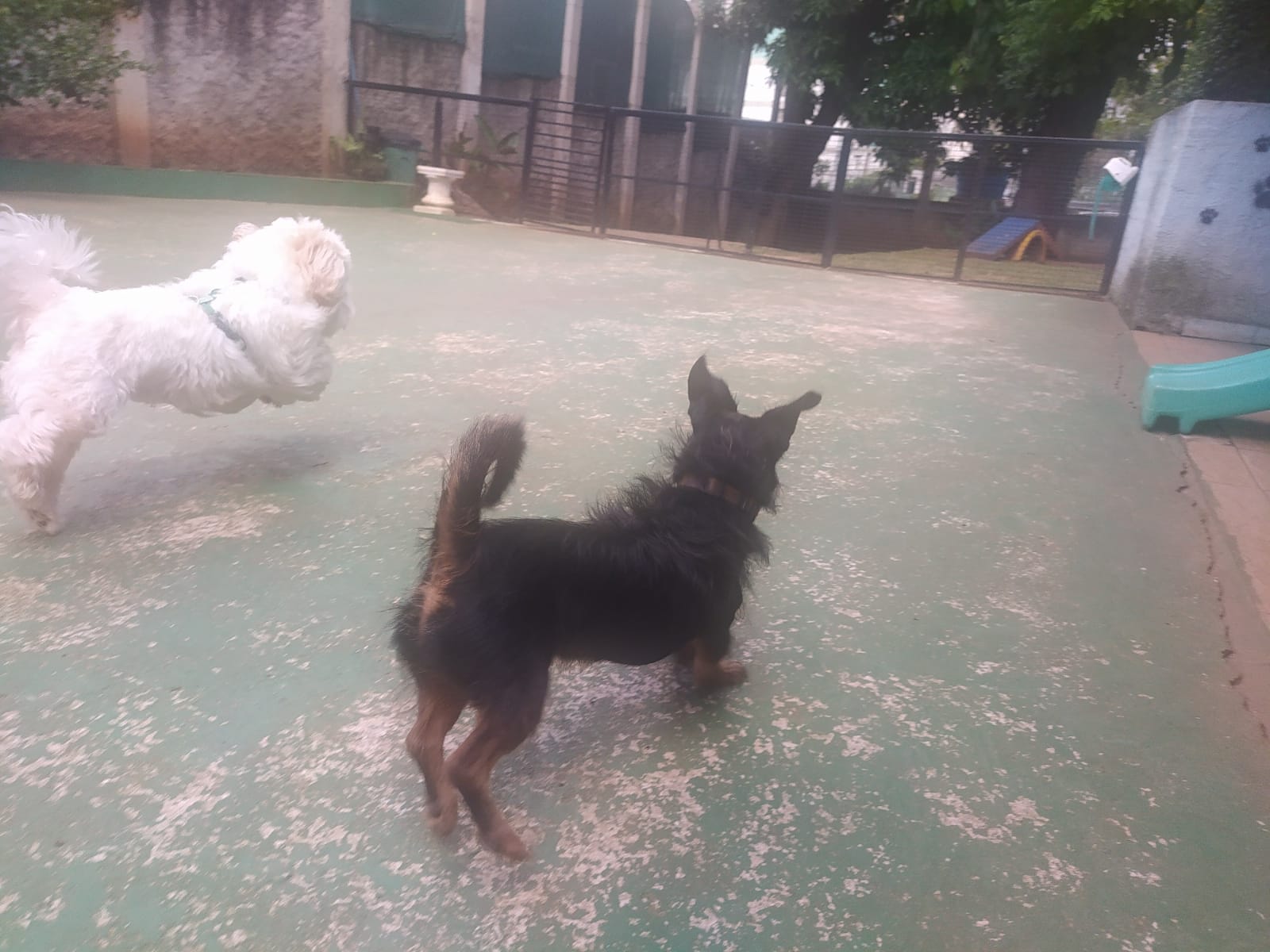 Foto do dia 14/04/2026 11:28  na clínica Animal House