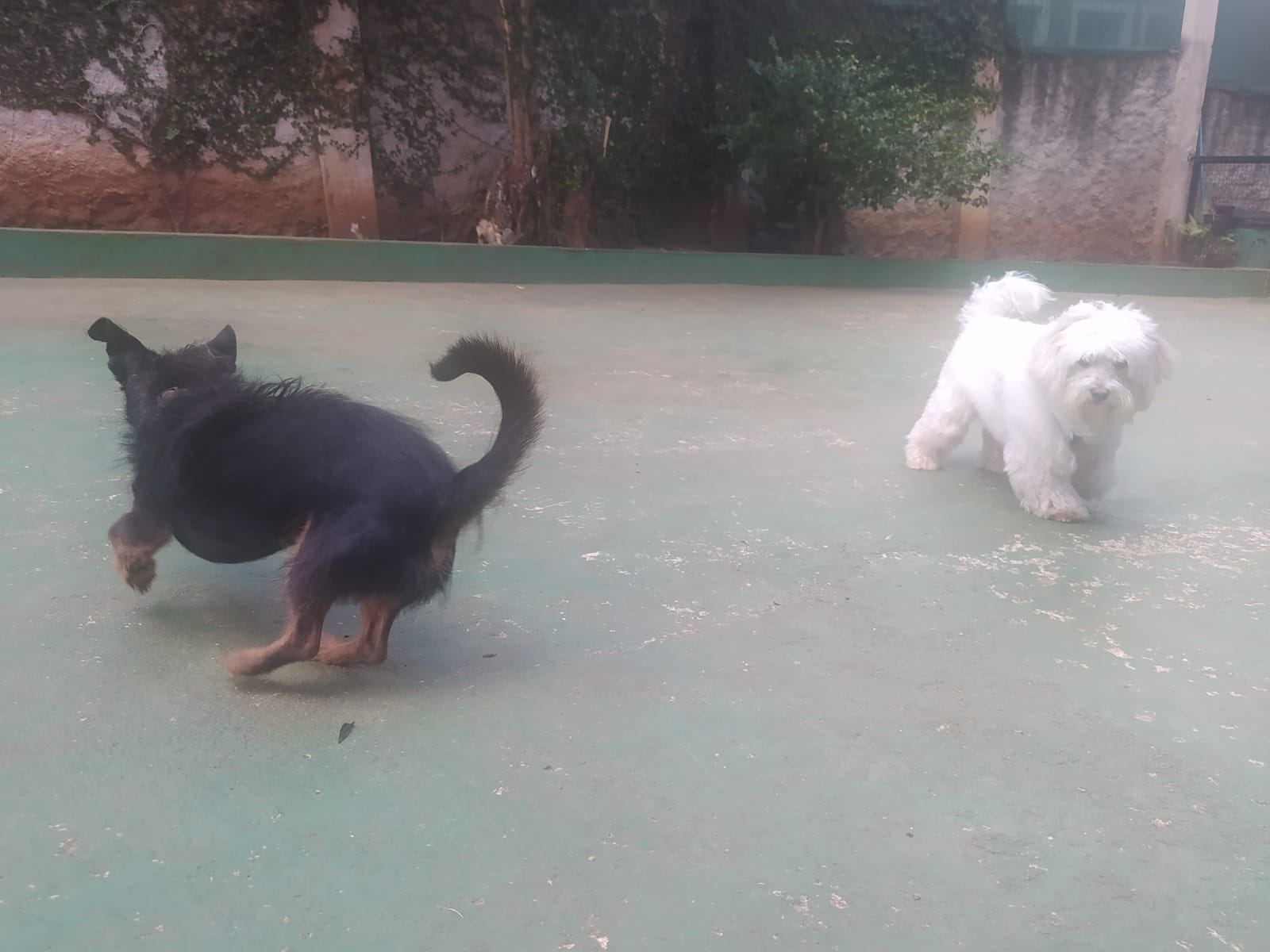 Foto do dia 14/04/2026 11:28  na clínica Animal House