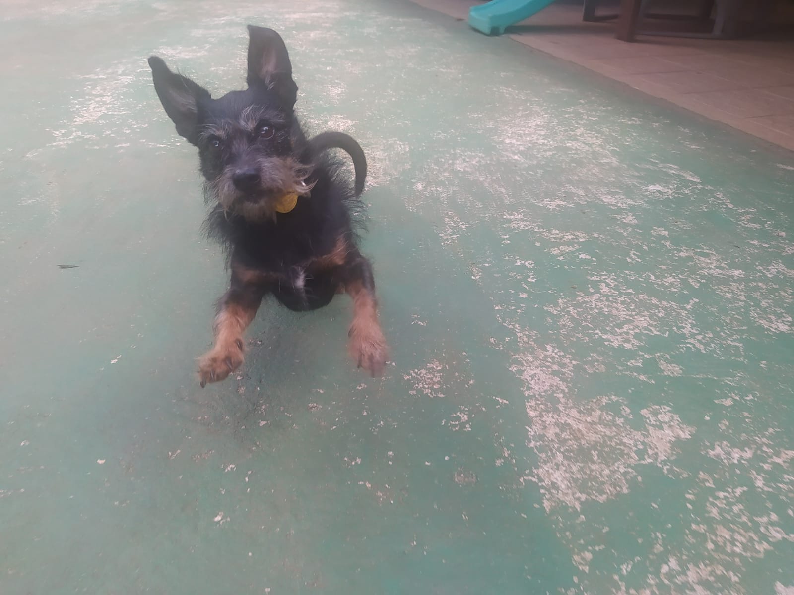 Foto do dia 14/04/2026 11:28  na clínica Animal House