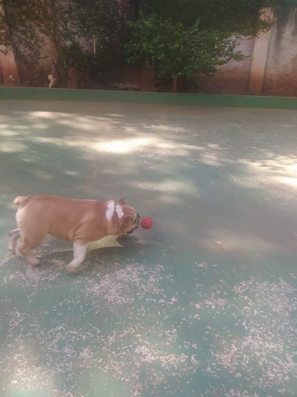 Foto do dia 15/04/2026 09:59  na clínica Animal House