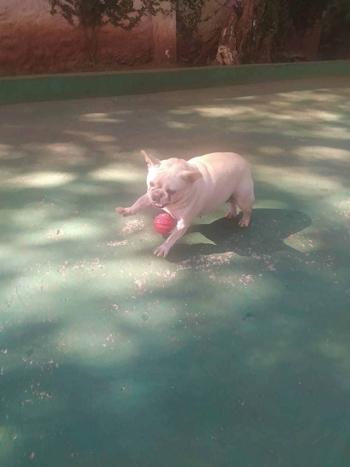 Foto do dia 15/04/2026 10:00  na clínica Animal House