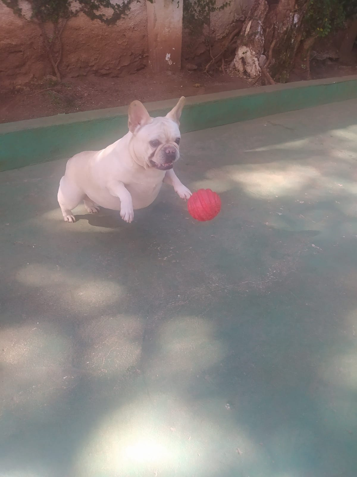 Foto do dia 15/04/2026 10:00  na clínica Animal House