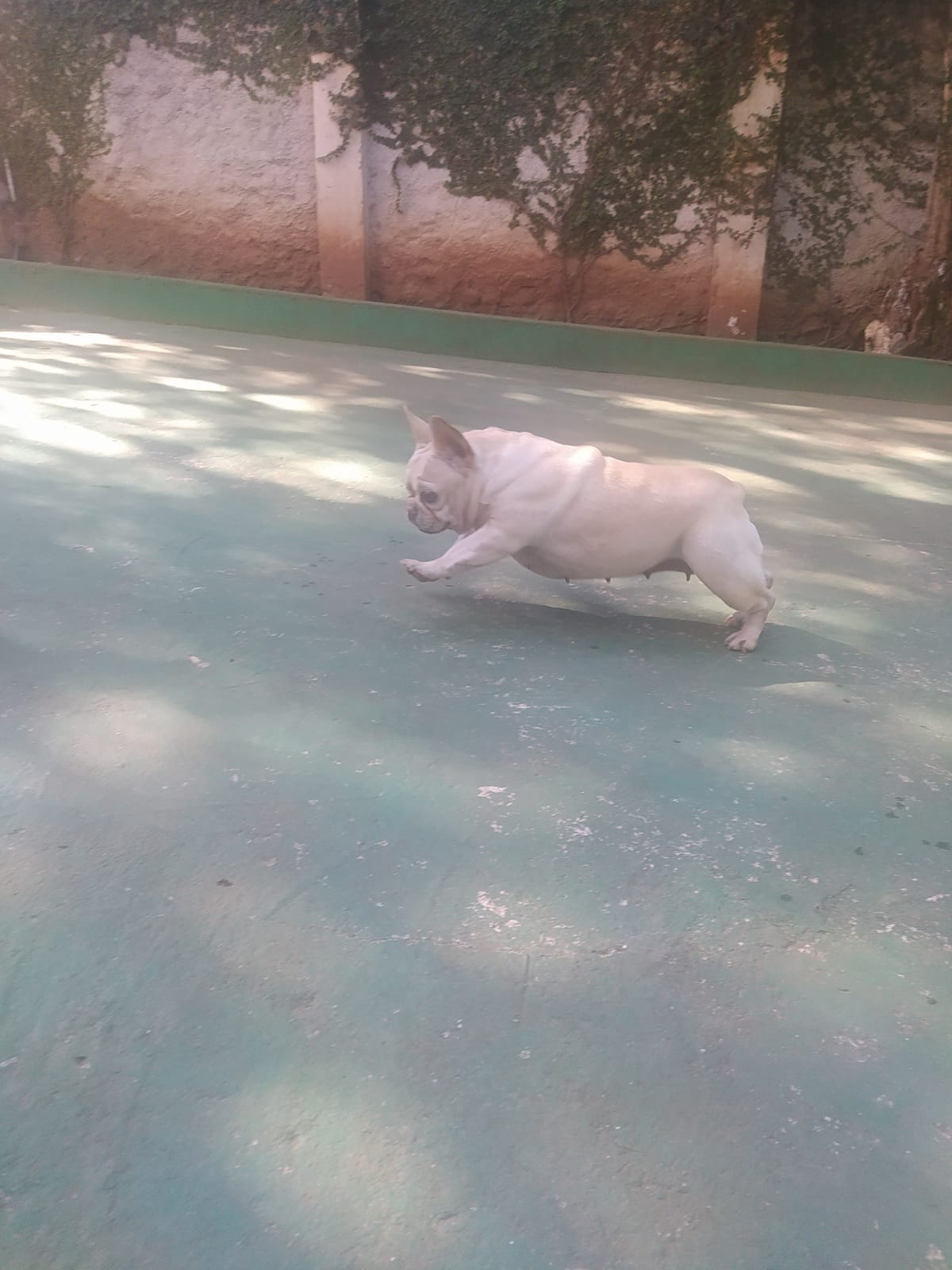 Foto do dia 15/04/2026 10:00  na clínica Animal House