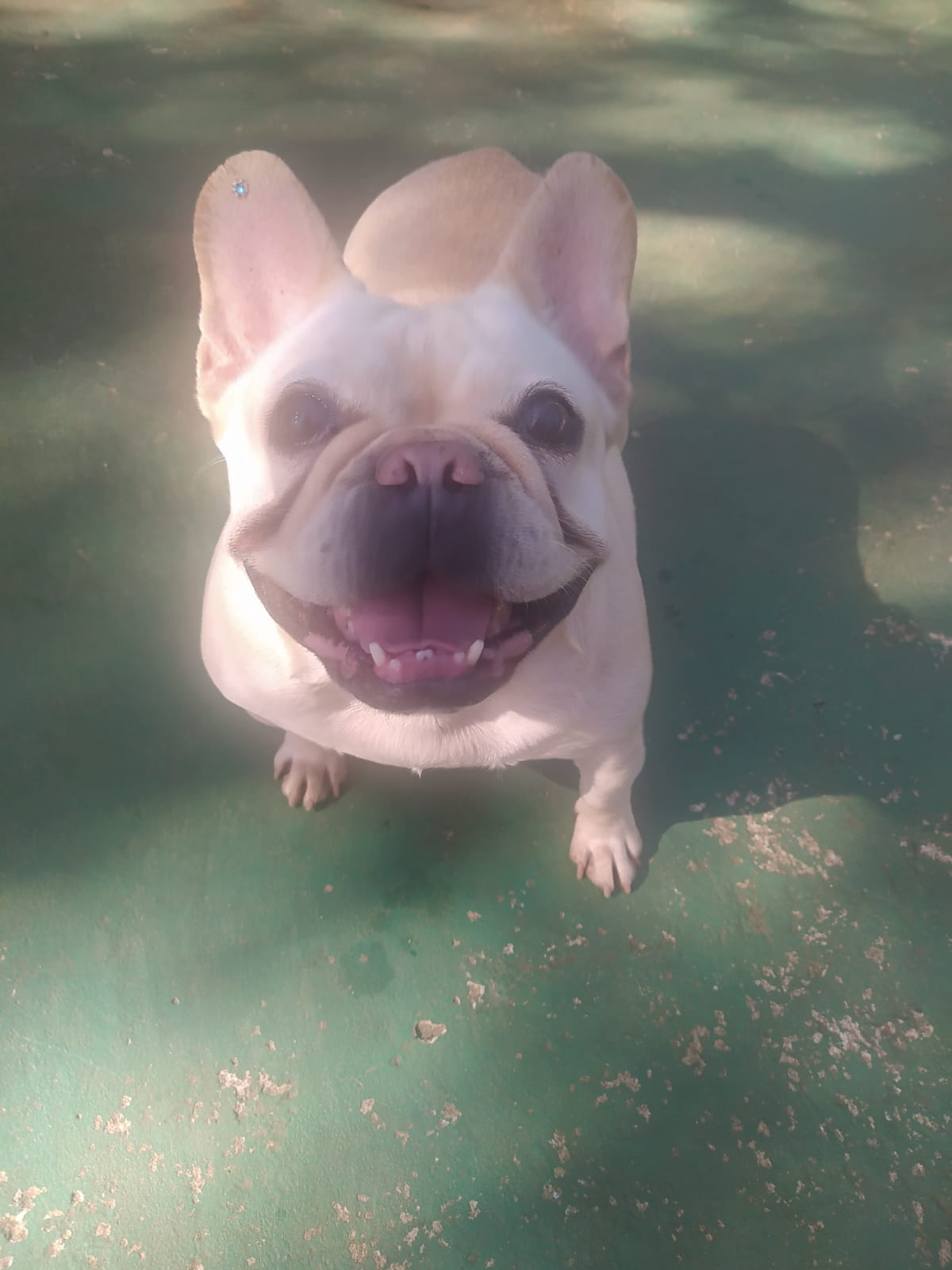 Foto do dia 15/04/2026 10:00  na clínica Animal House