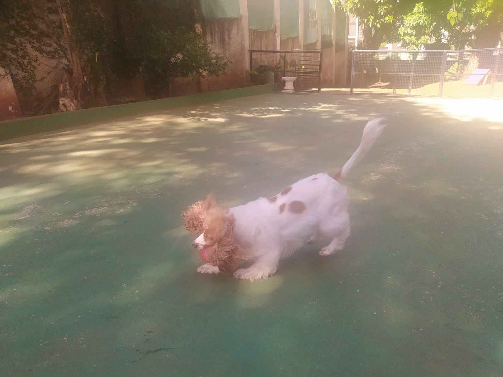 Foto do dia 15/04/2026 10:10  na clínica Animal House