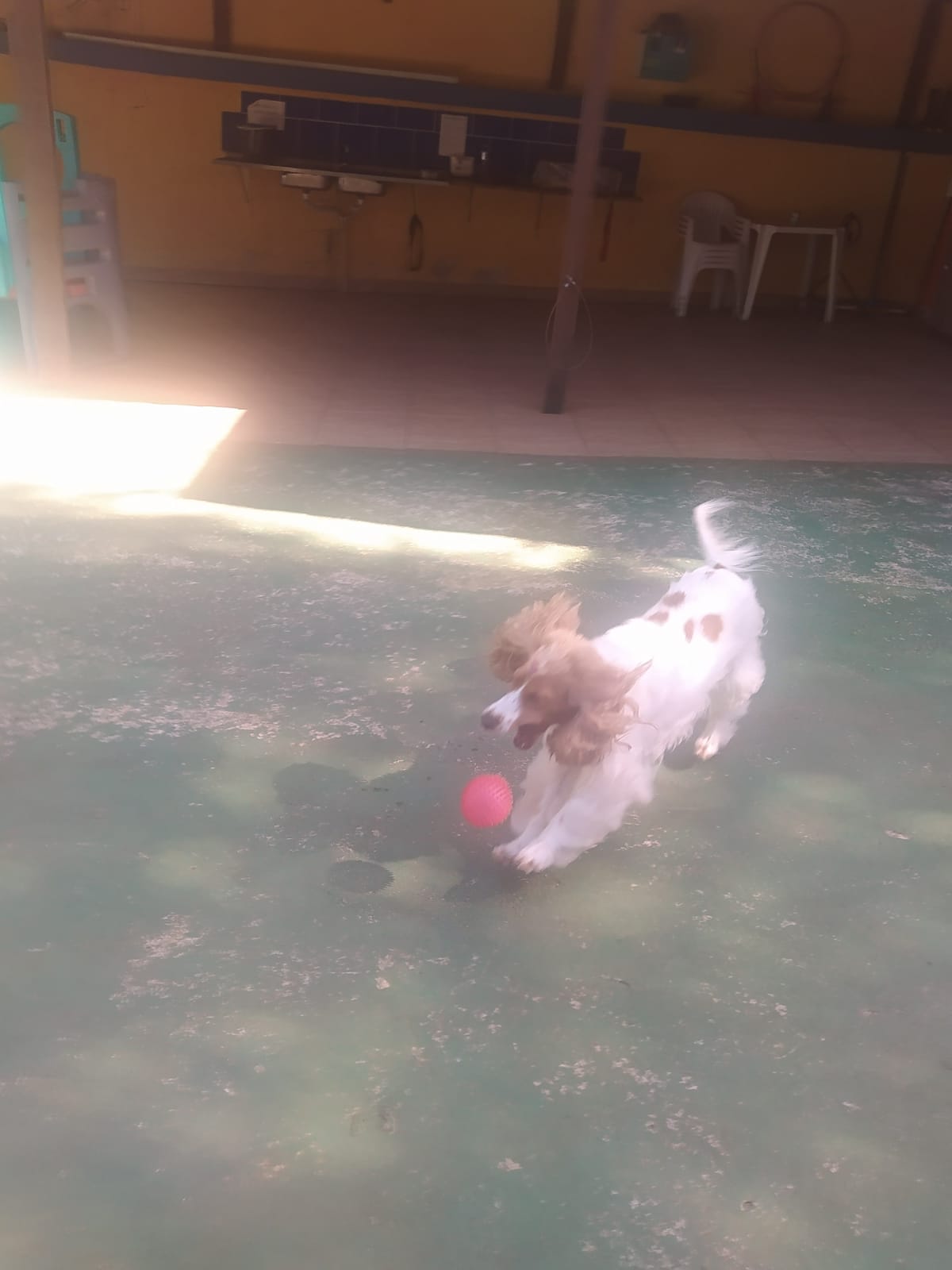 Foto do dia 15/04/2026 10:10  na clínica Animal House