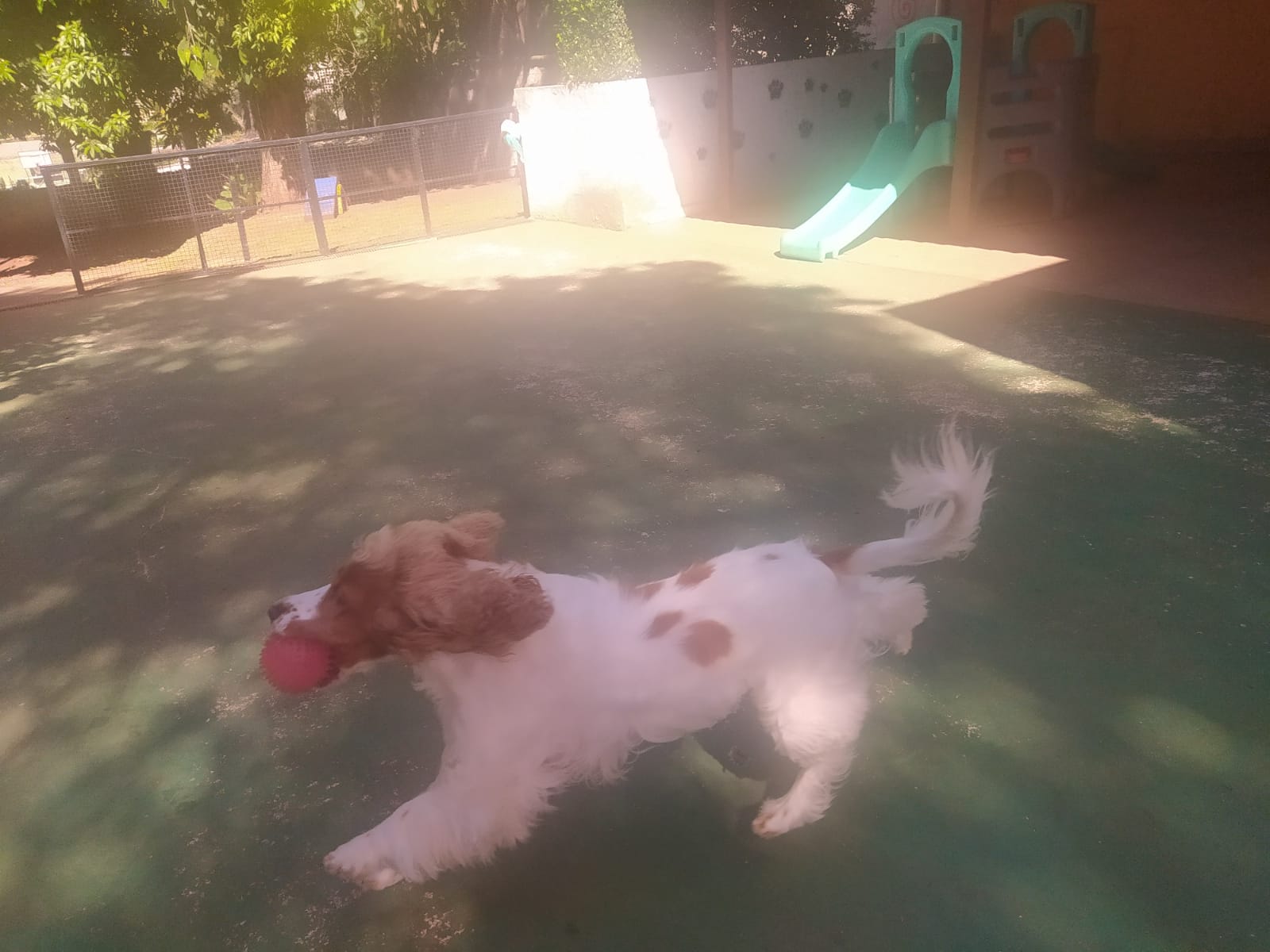 Foto do dia 15/04/2026 10:10  na clínica Animal House