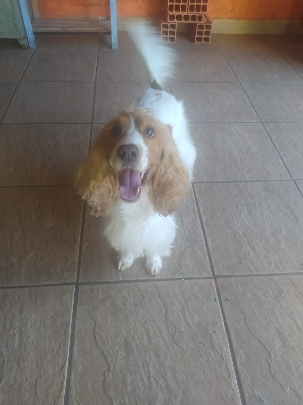 Foto do dia 15/04/2026 10:10  na clínica Animal House