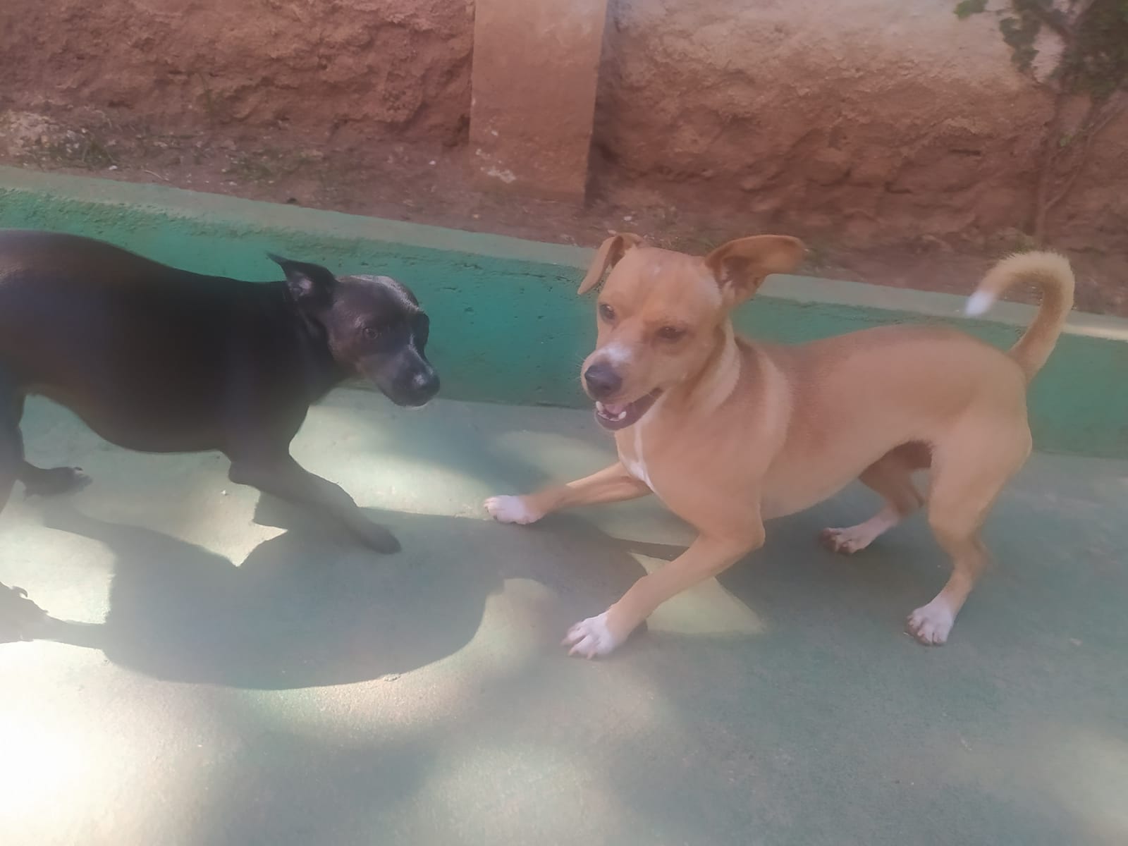 Foto do dia 15/04/2026 10:18  na clínica Animal House