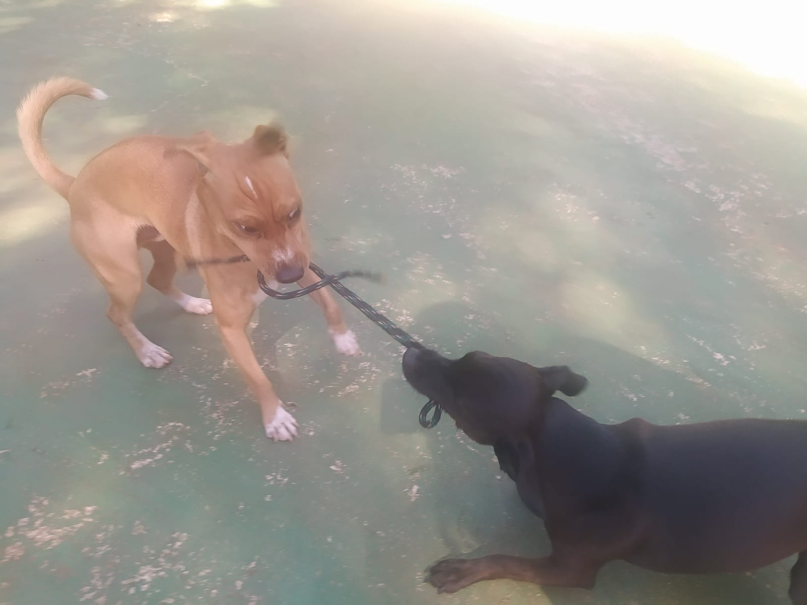 Foto do dia 15/04/2026 10:18  na clínica Animal House