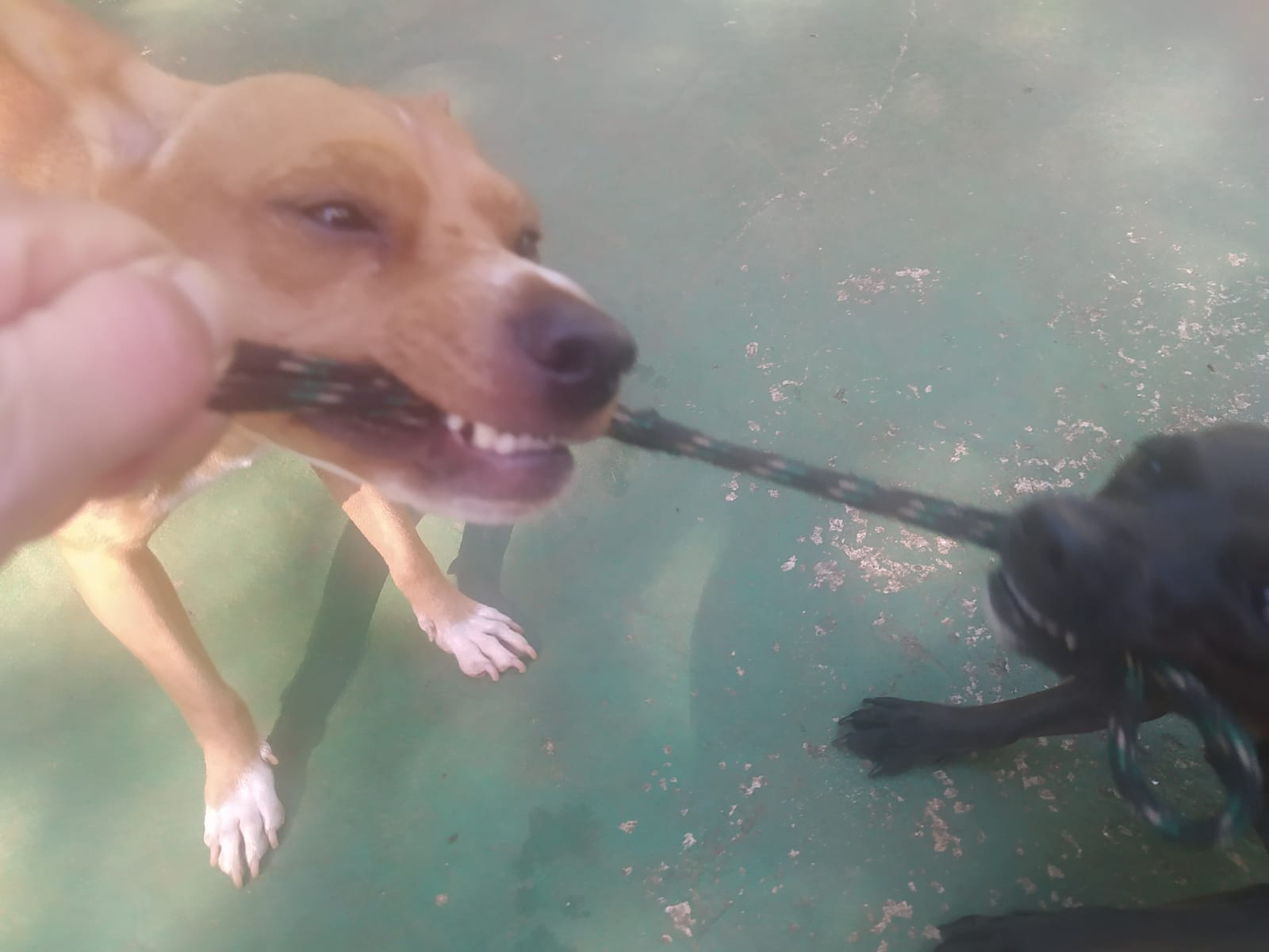 Foto do dia 15/04/2026 10:18  na clínica Animal House