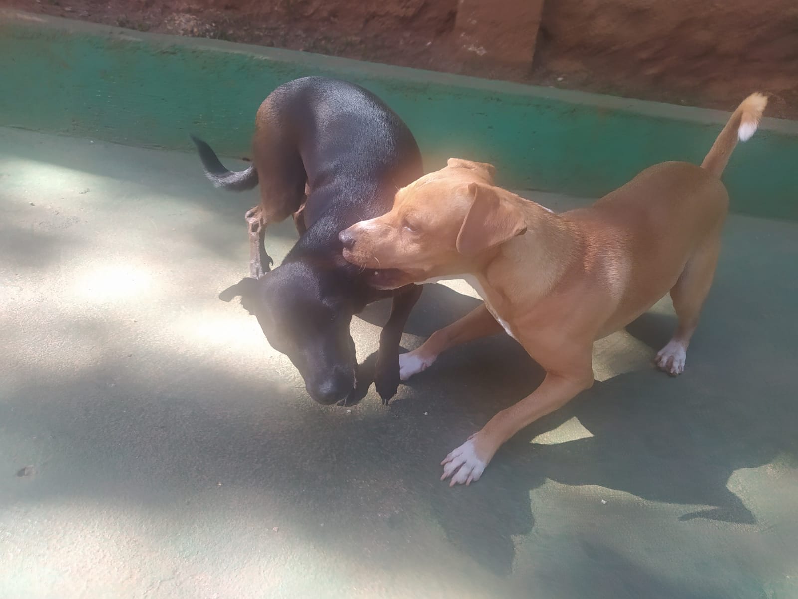 Foto do dia 15/04/2026 10:18  na clínica Animal House