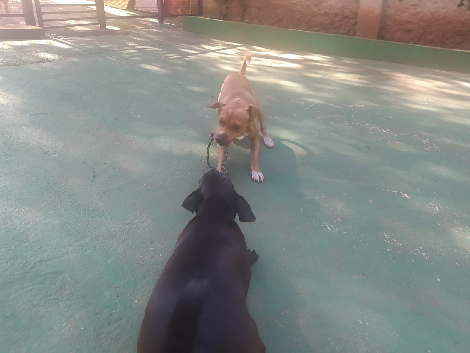 Foto do dia 15/04/2026 10:18  na clínica Animal House