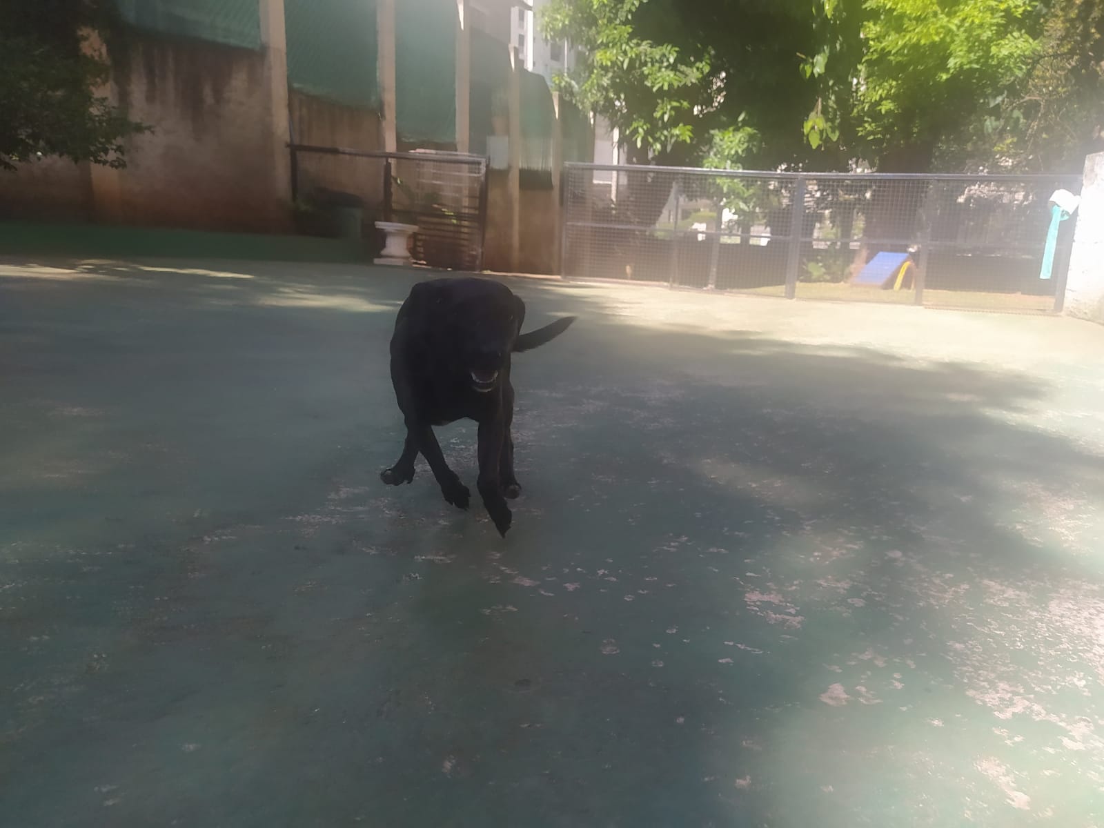 Foto do dia 15/04/2026 10:18  na clínica Animal House