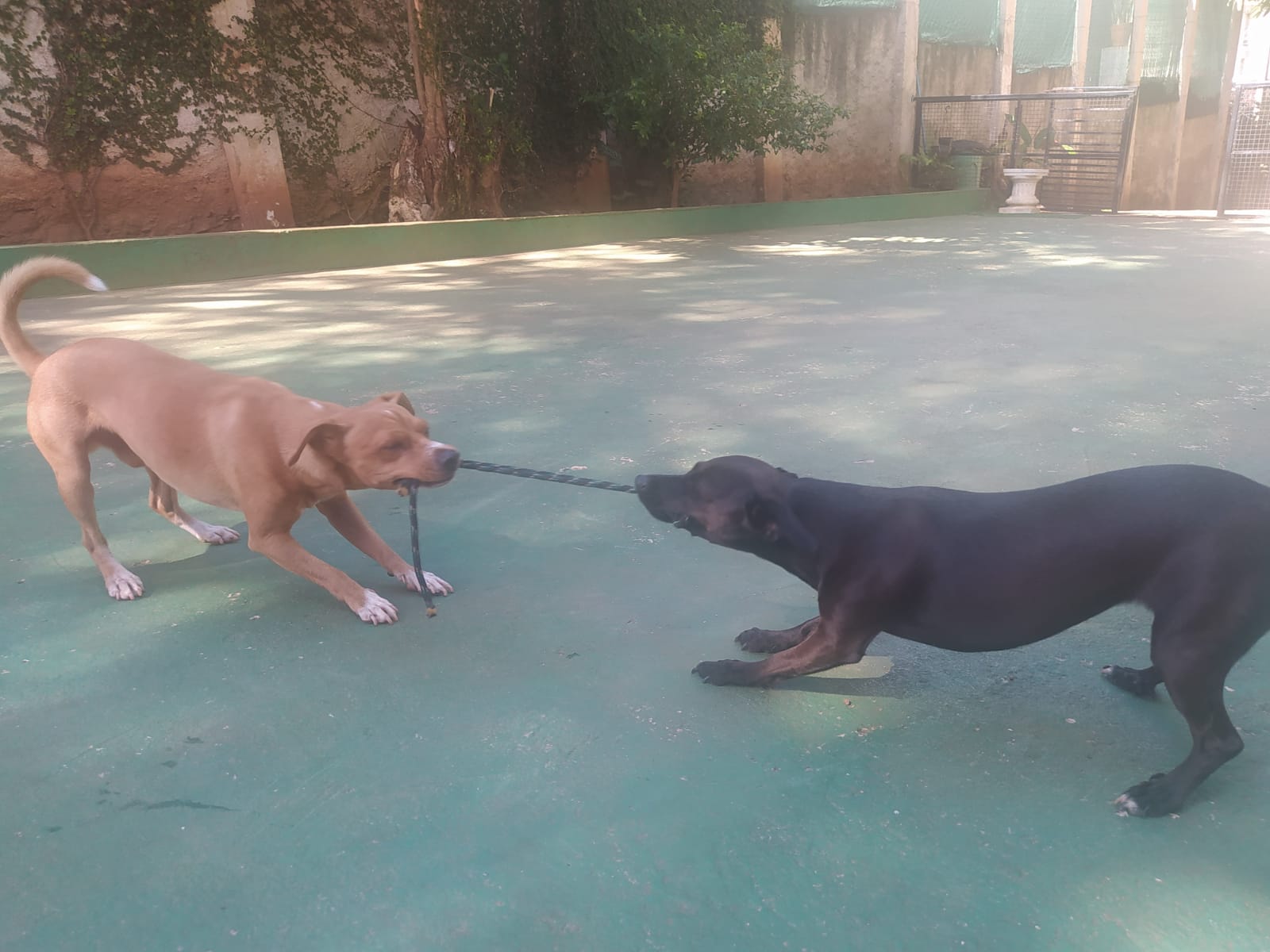 Foto do dia 15/04/2026 10:18  na clínica Animal House