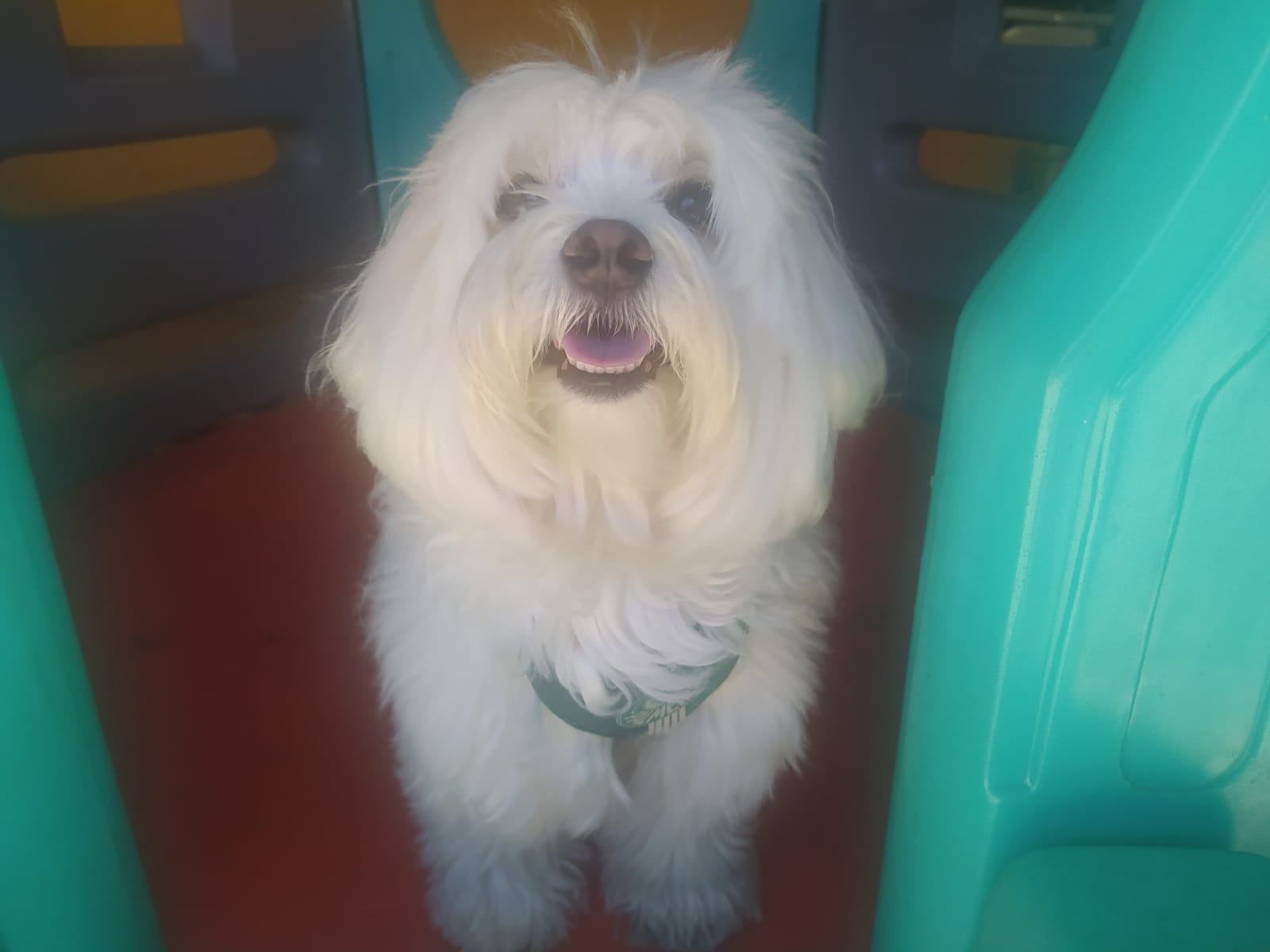 Foto do dia 15/04/2026 10:38  na clínica Animal House