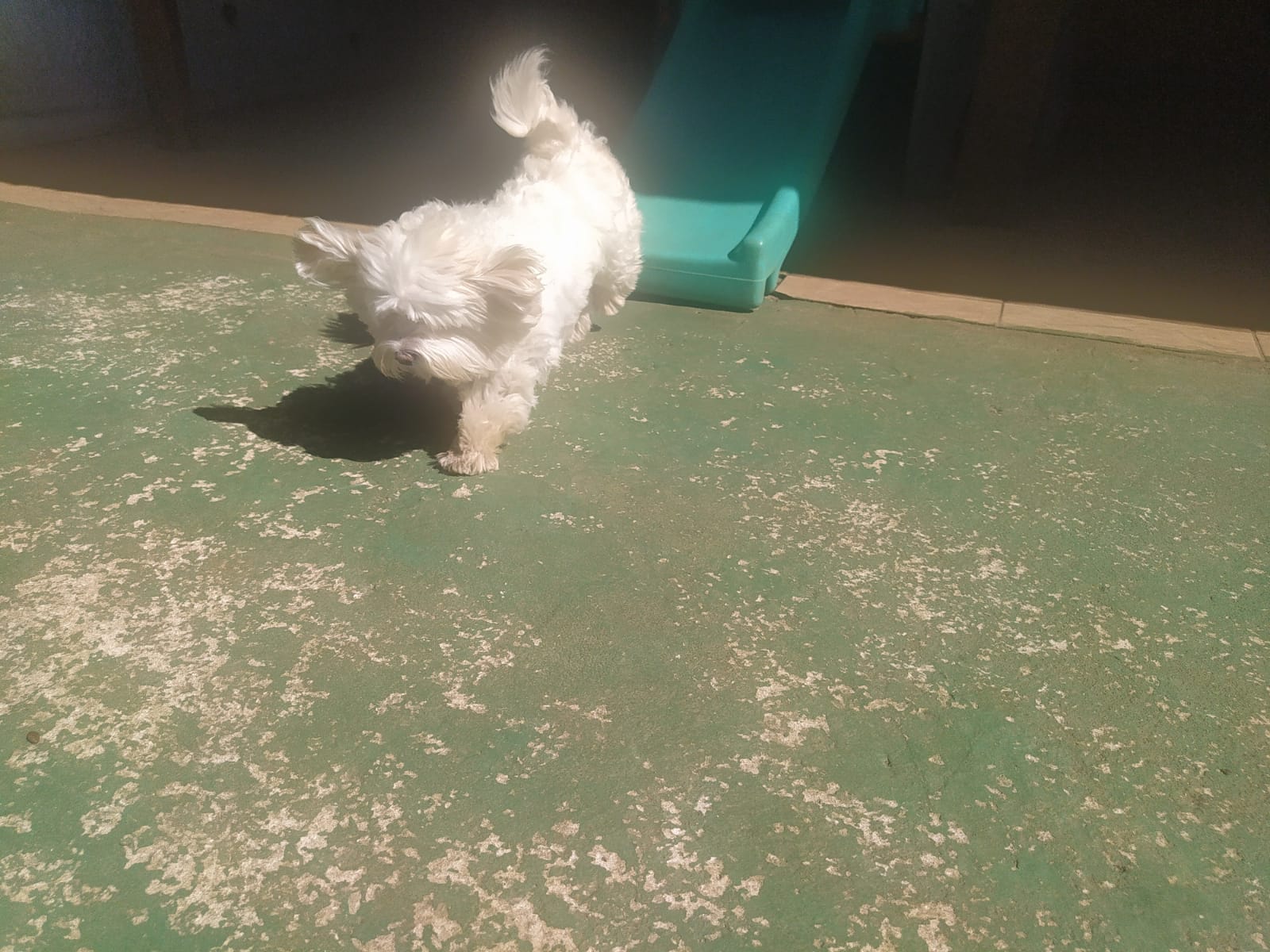 Foto do dia 15/04/2026 10:38  na clínica Animal House