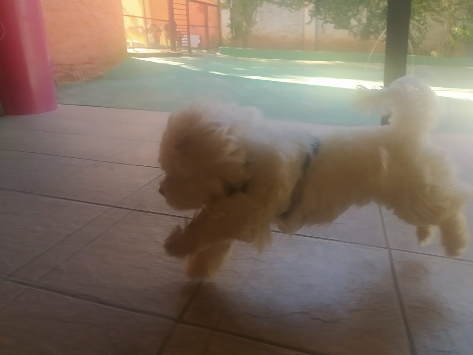 Foto do dia 15/04/2026 10:38  na clínica Animal House