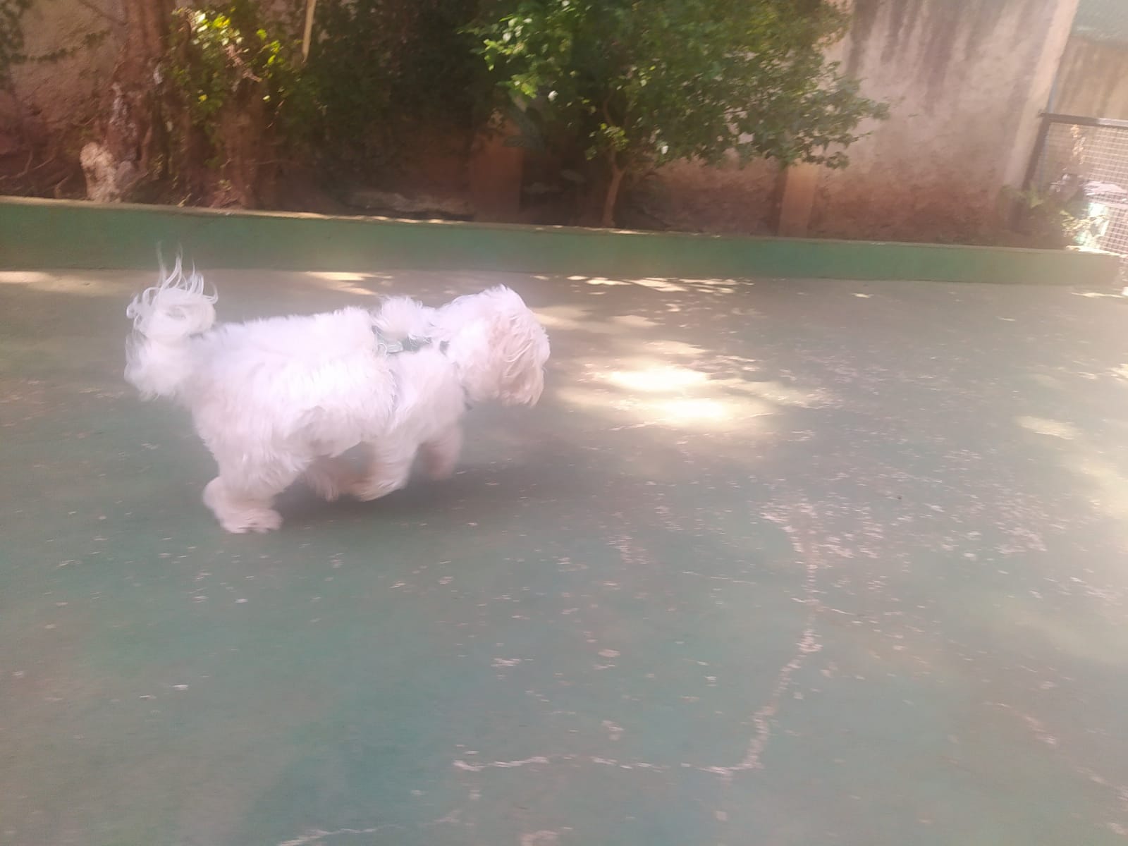 Foto do dia 15/04/2026 10:38  na clínica Animal House