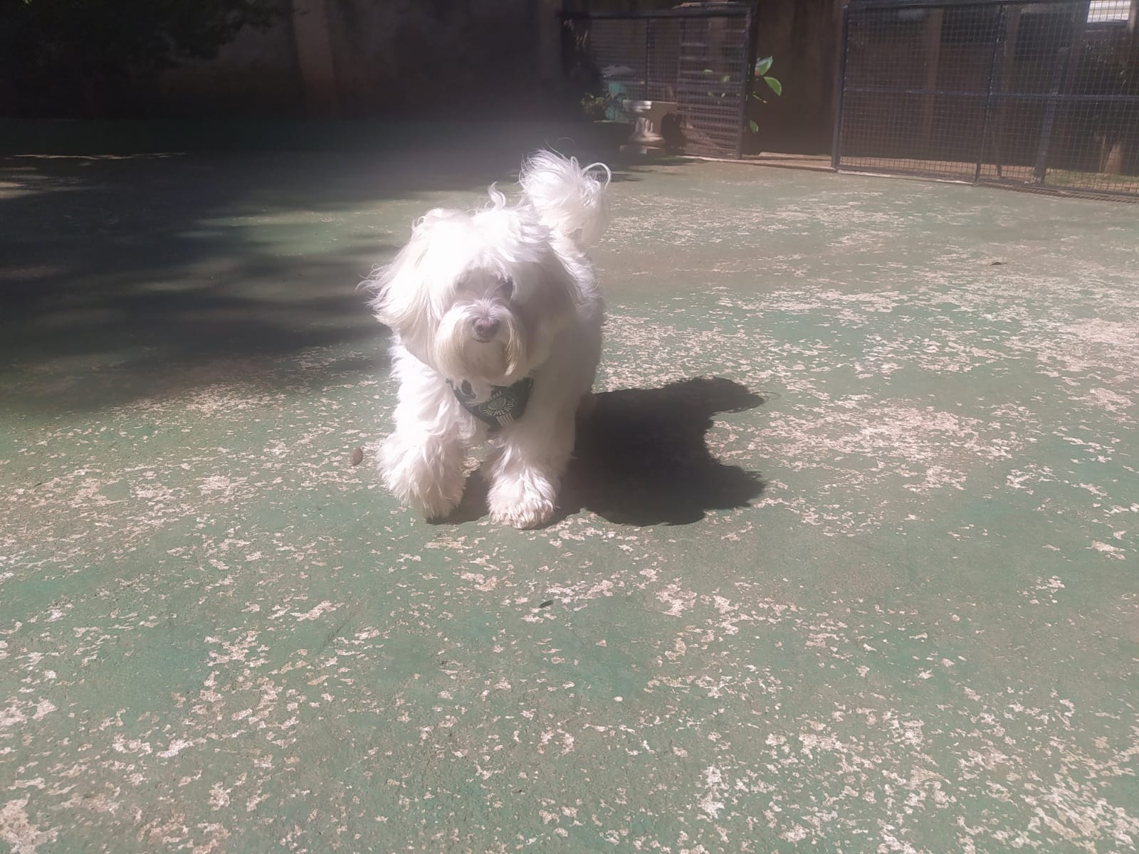 Foto do dia 15/04/2026 10:38  na clínica Animal House