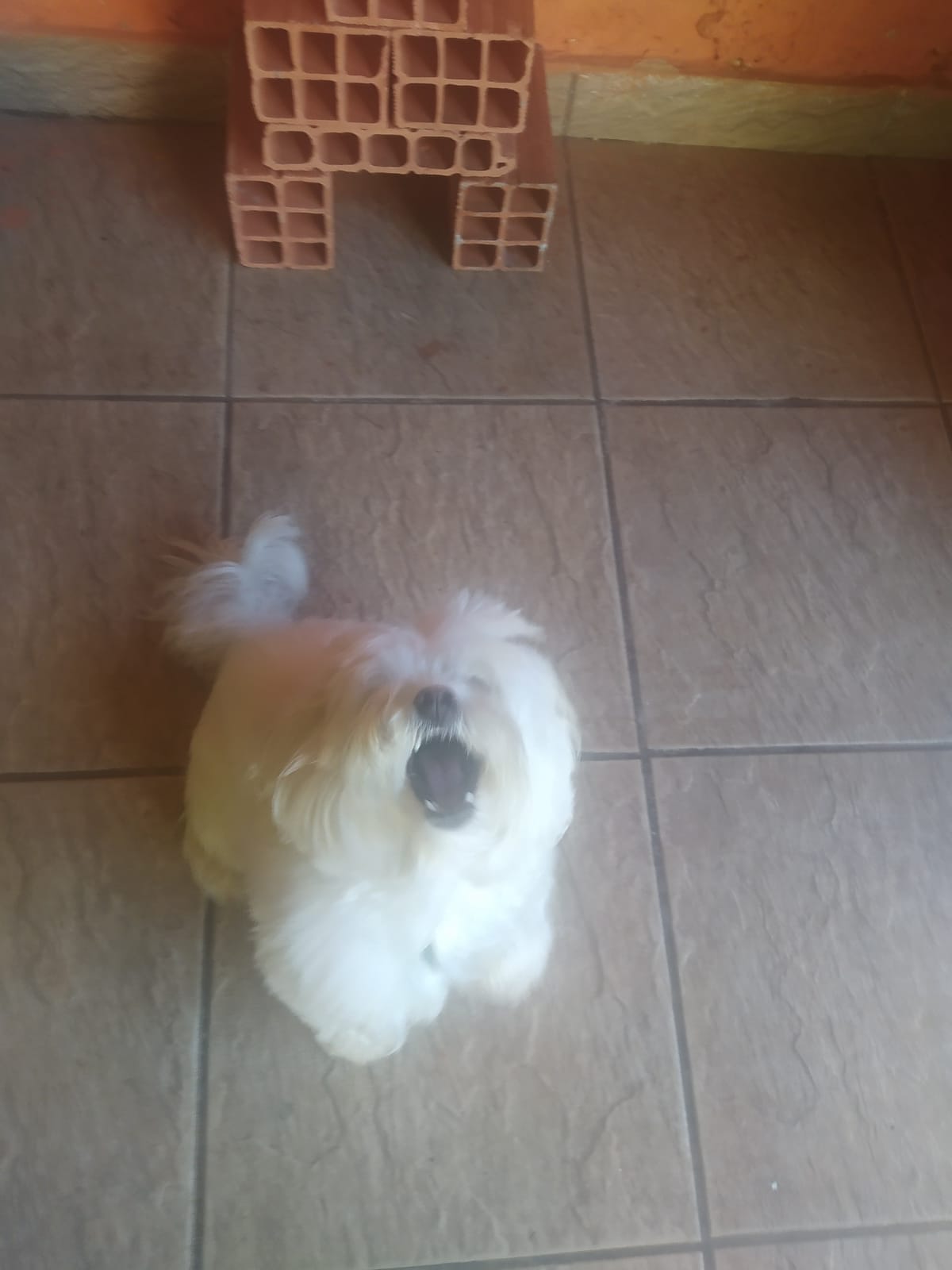 Foto do dia 15/04/2026 10:38  na clínica Animal House