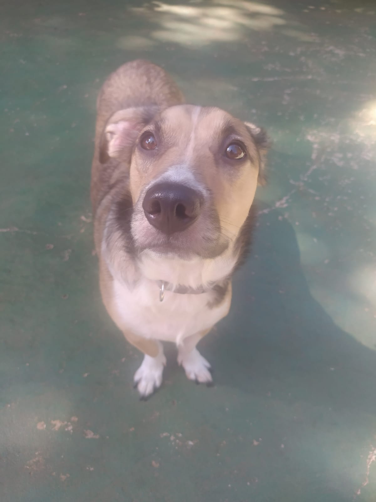 Foto do dia 15/04/2026 10:51  na clínica Animal House