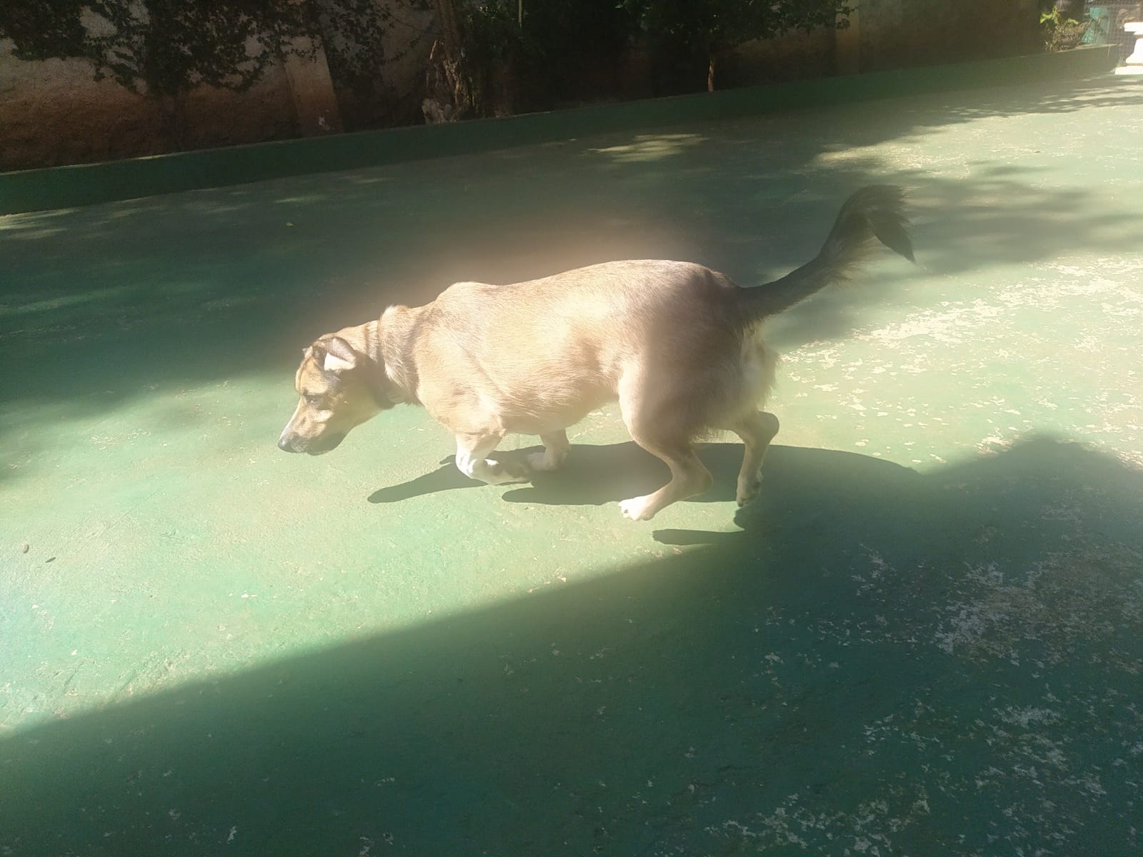 Foto do dia 15/04/2026 10:51  na clínica Animal House