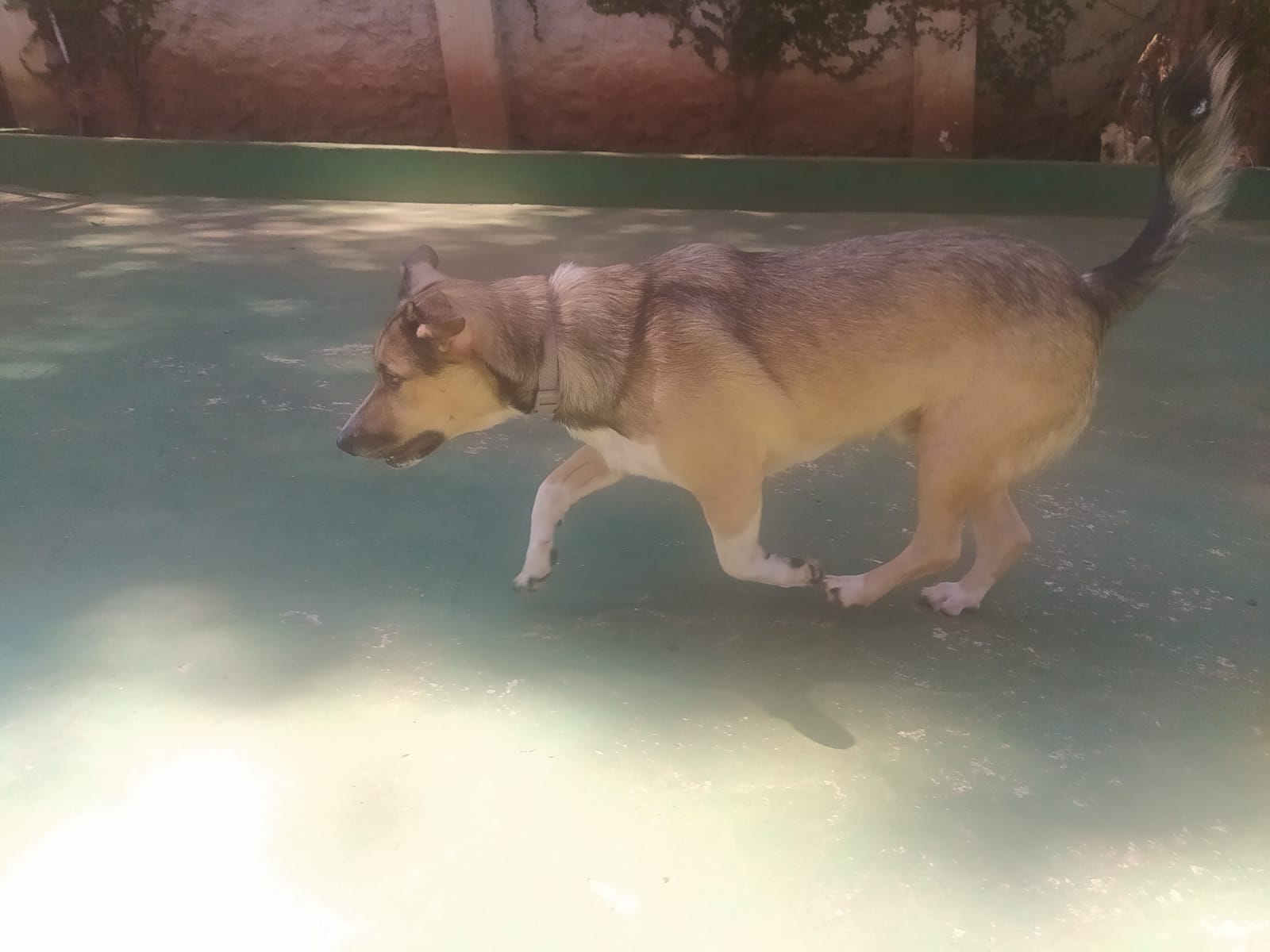 Foto do dia 15/04/2026 10:51  na clínica Animal House