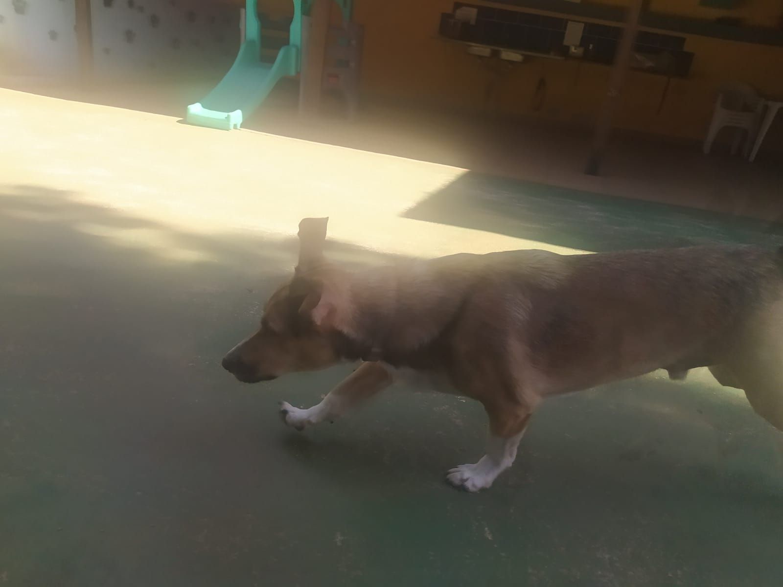 Foto do dia 15/04/2026 10:51  na clínica Animal House