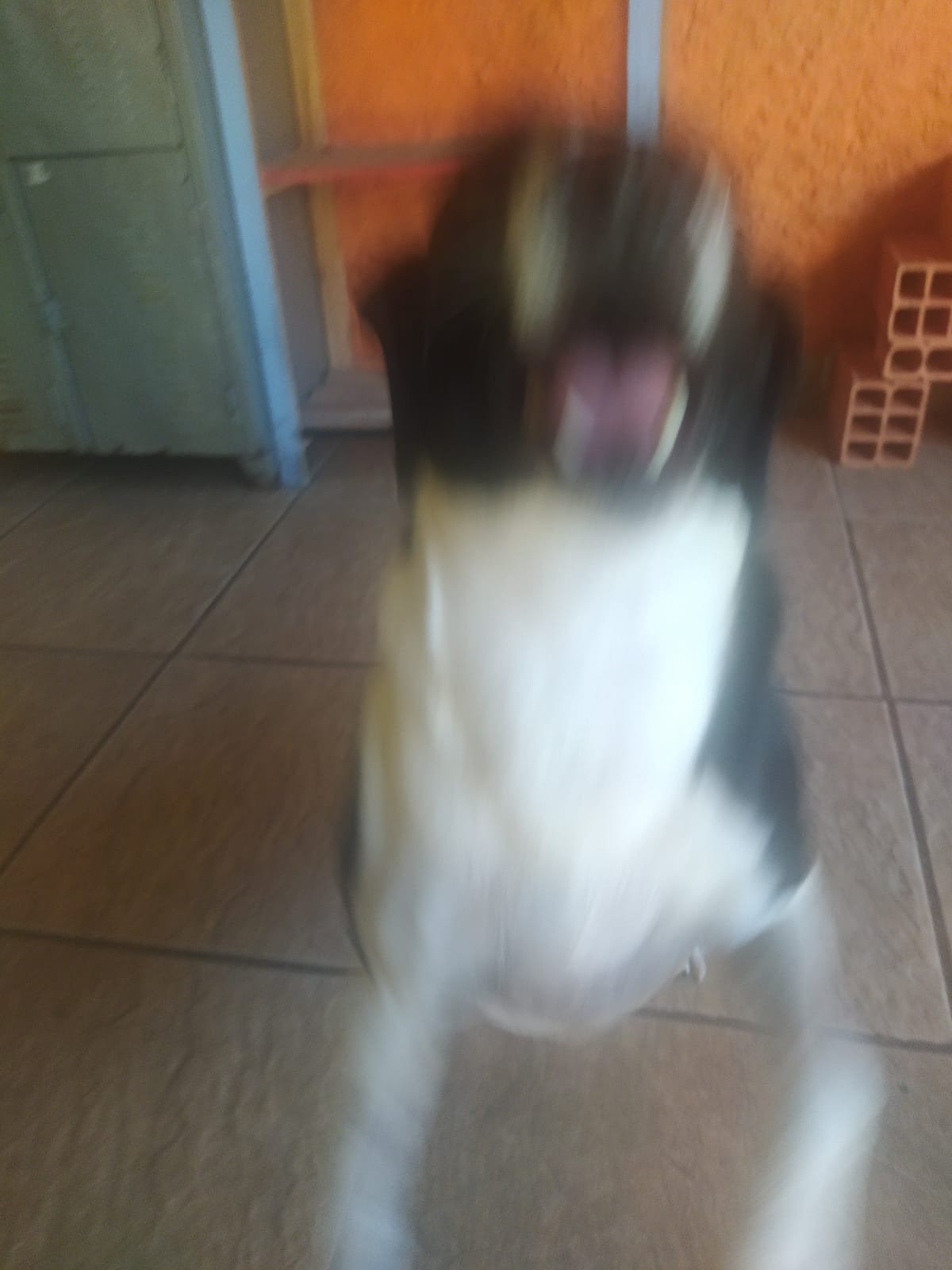 Foto do dia 15/04/2026 10:57  na clínica Animal House