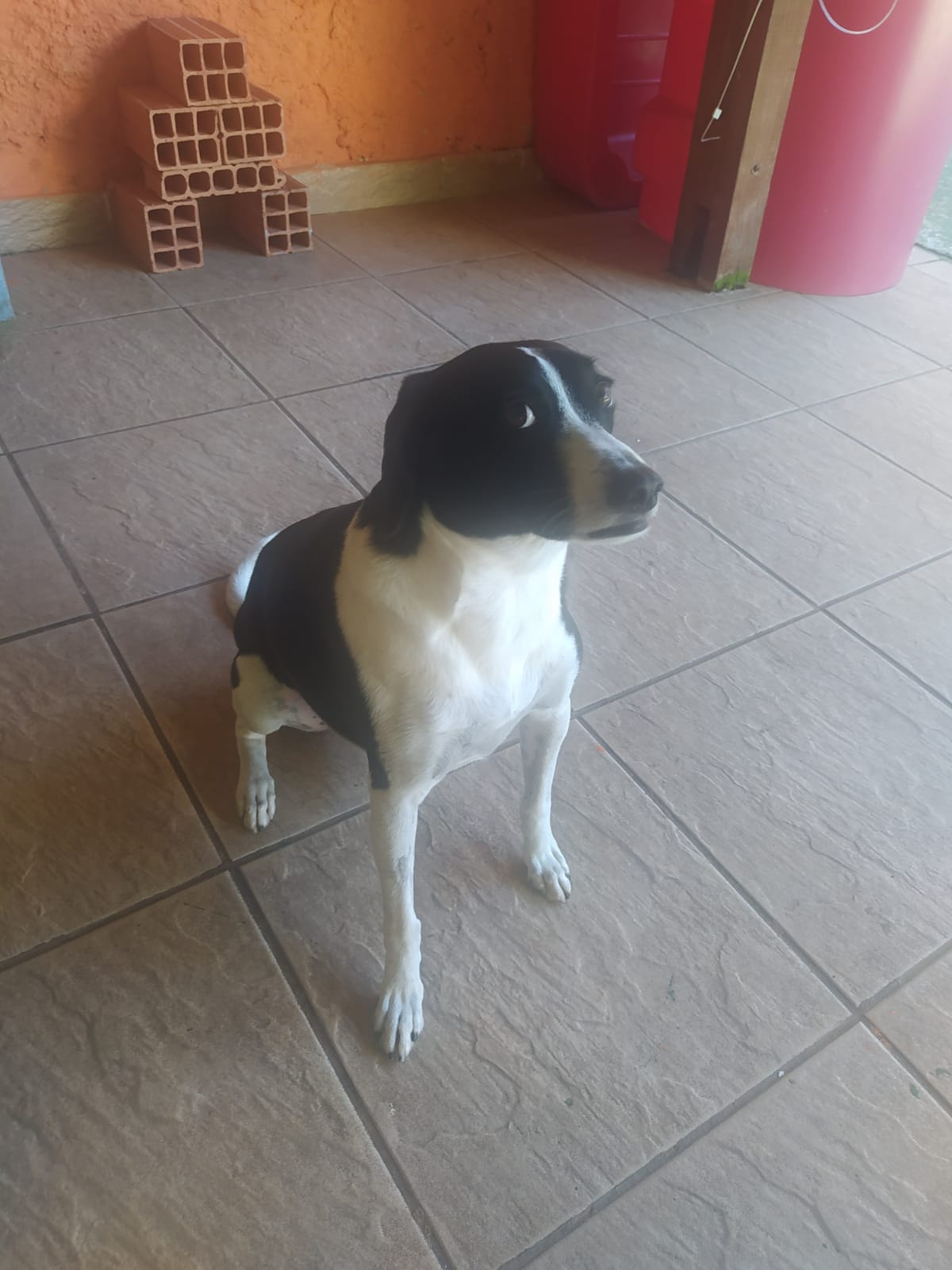 Foto do dia 15/04/2026 10:57  na clínica Animal House