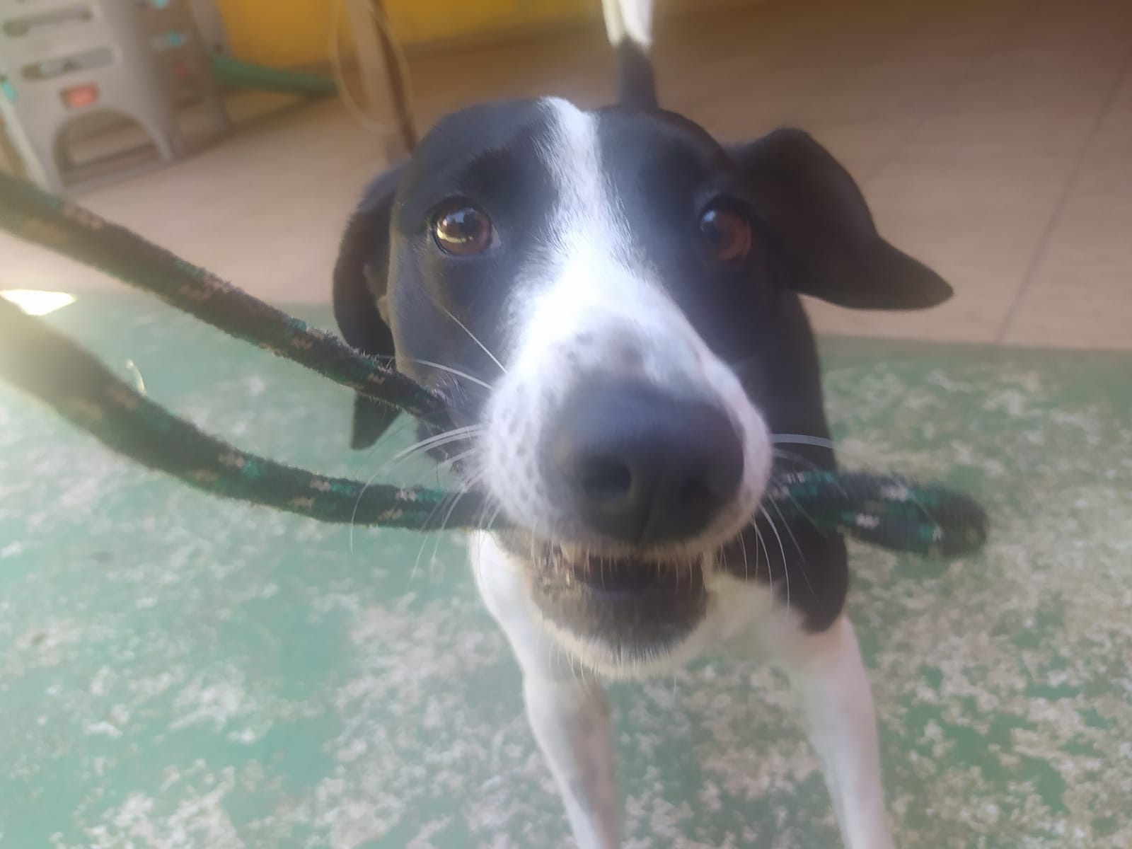 Foto do dia 15/04/2026 10:57  na clínica Animal House