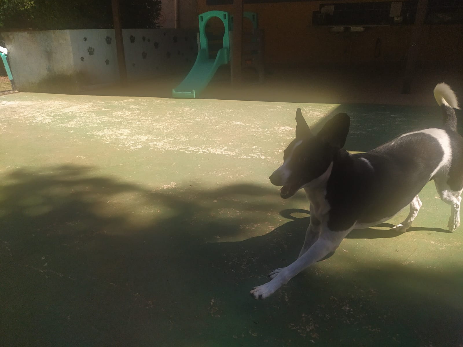 Foto do dia 15/04/2026 10:57  na clínica Animal House