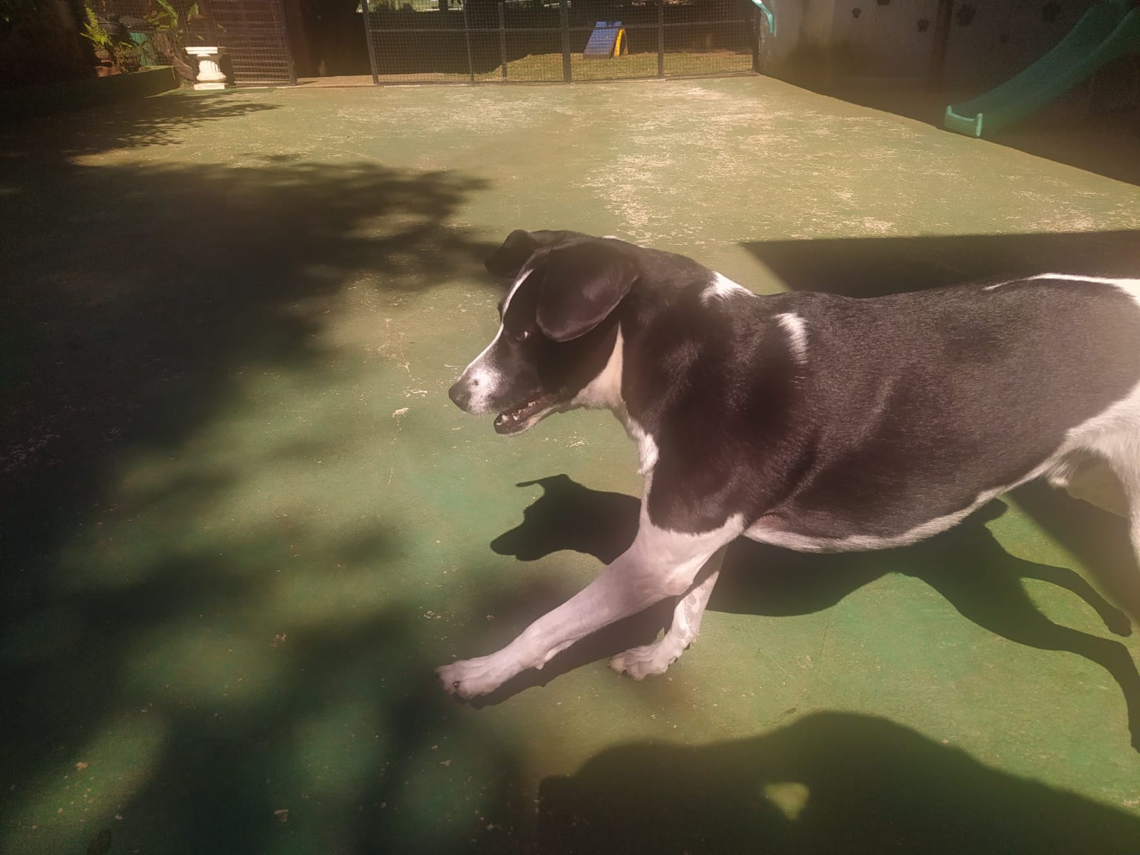 Foto do dia 15/04/2026 10:57  na clínica Animal House