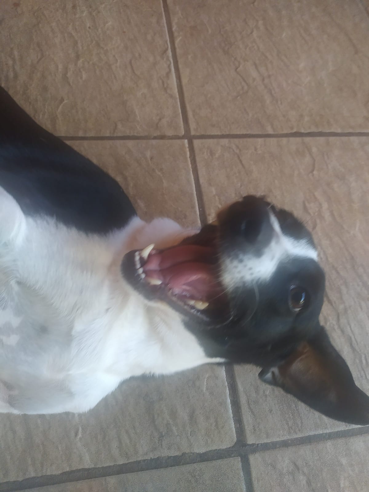 Foto do dia 15/04/2026 10:57  na clínica Animal House