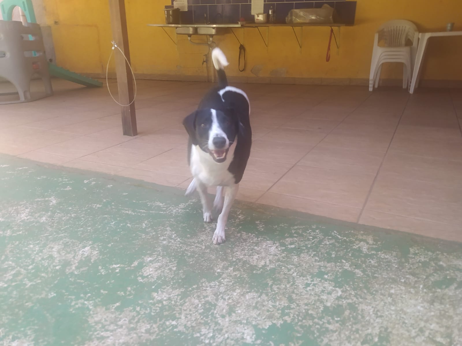 Foto do dia 15/04/2026 10:57  na clínica Animal House