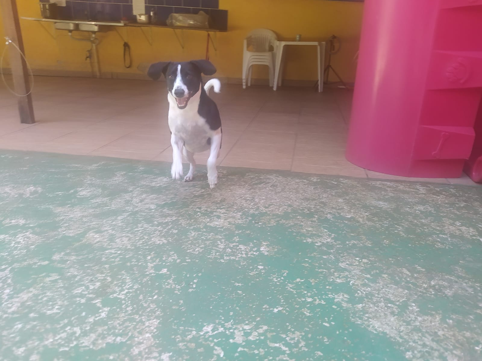 Foto do dia 15/04/2026 10:57  na clínica Animal House