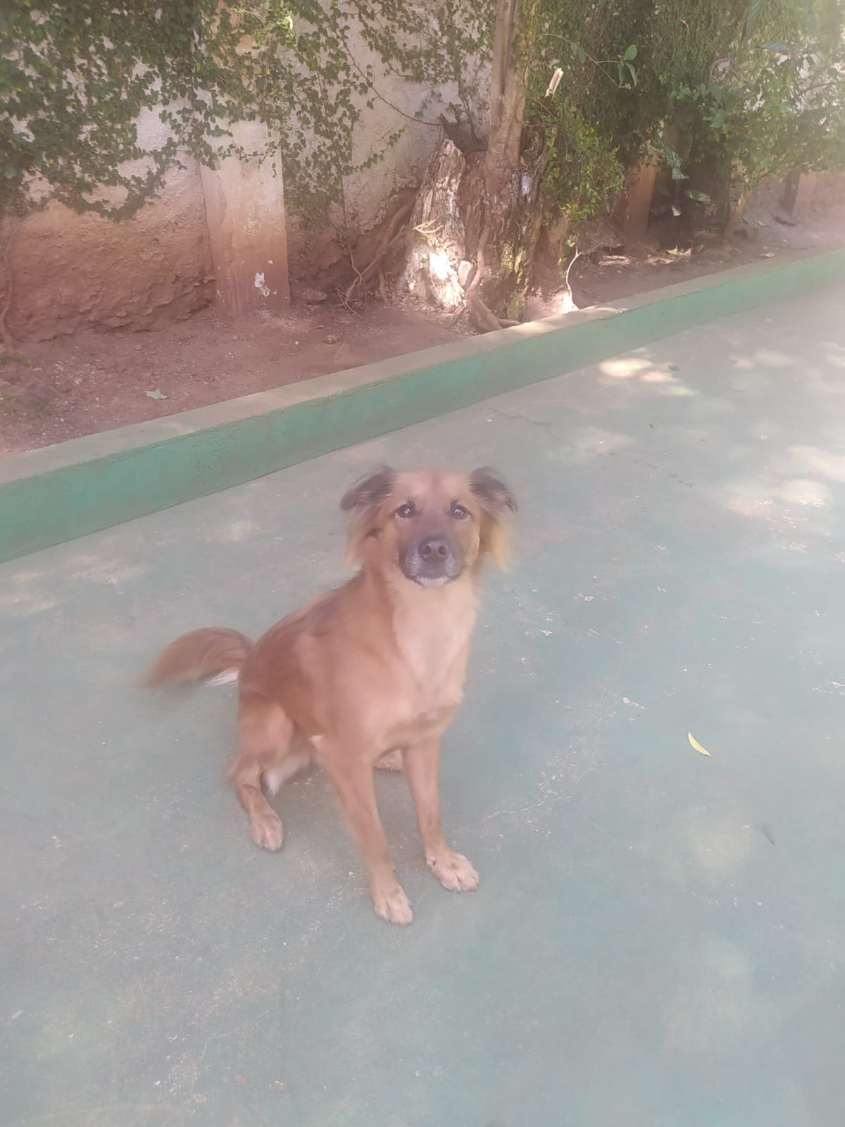 Foto do dia 15/04/2026 10:59  na clínica Animal House