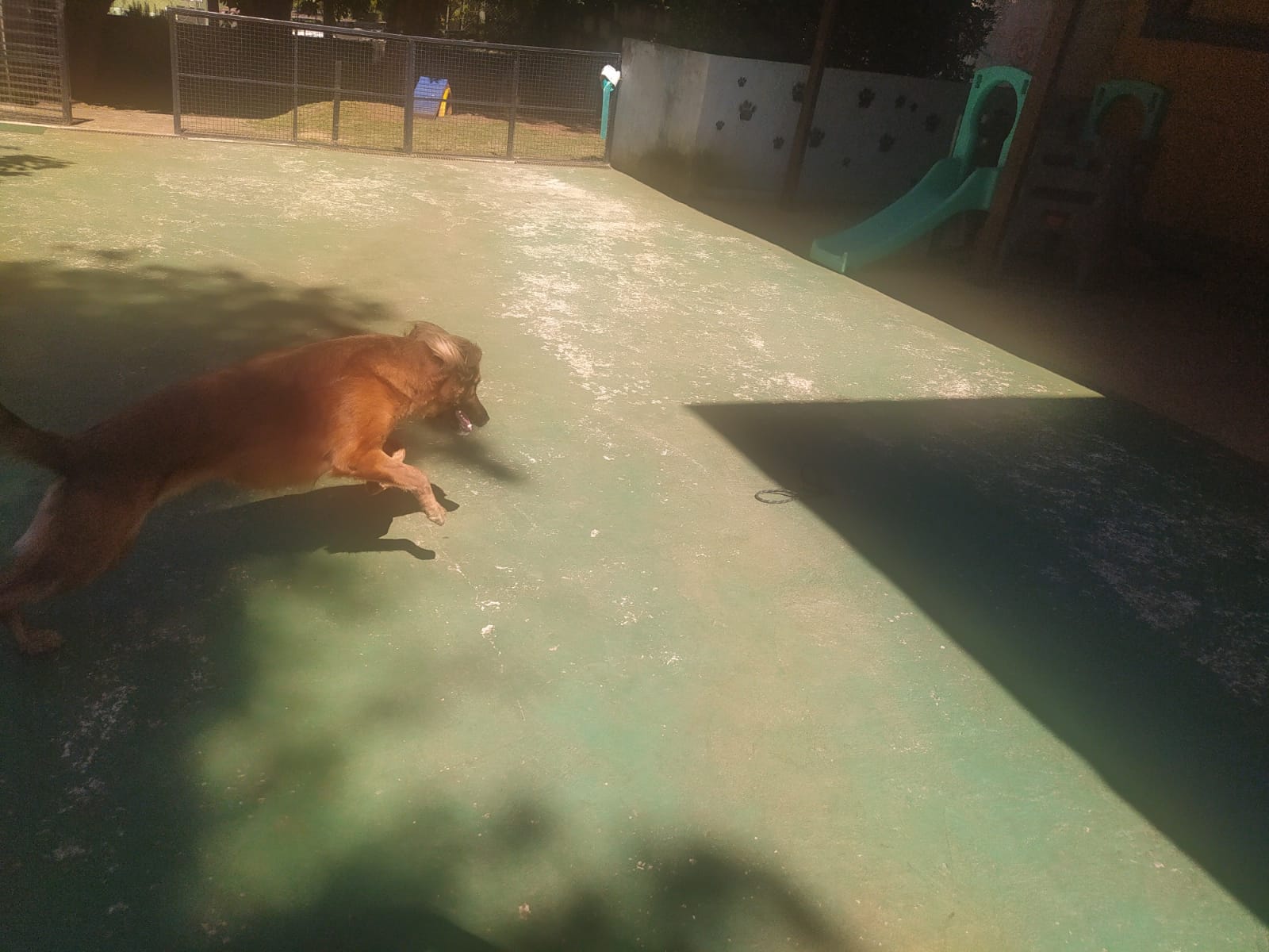 Foto do dia 15/04/2026 10:59  na clínica Animal House