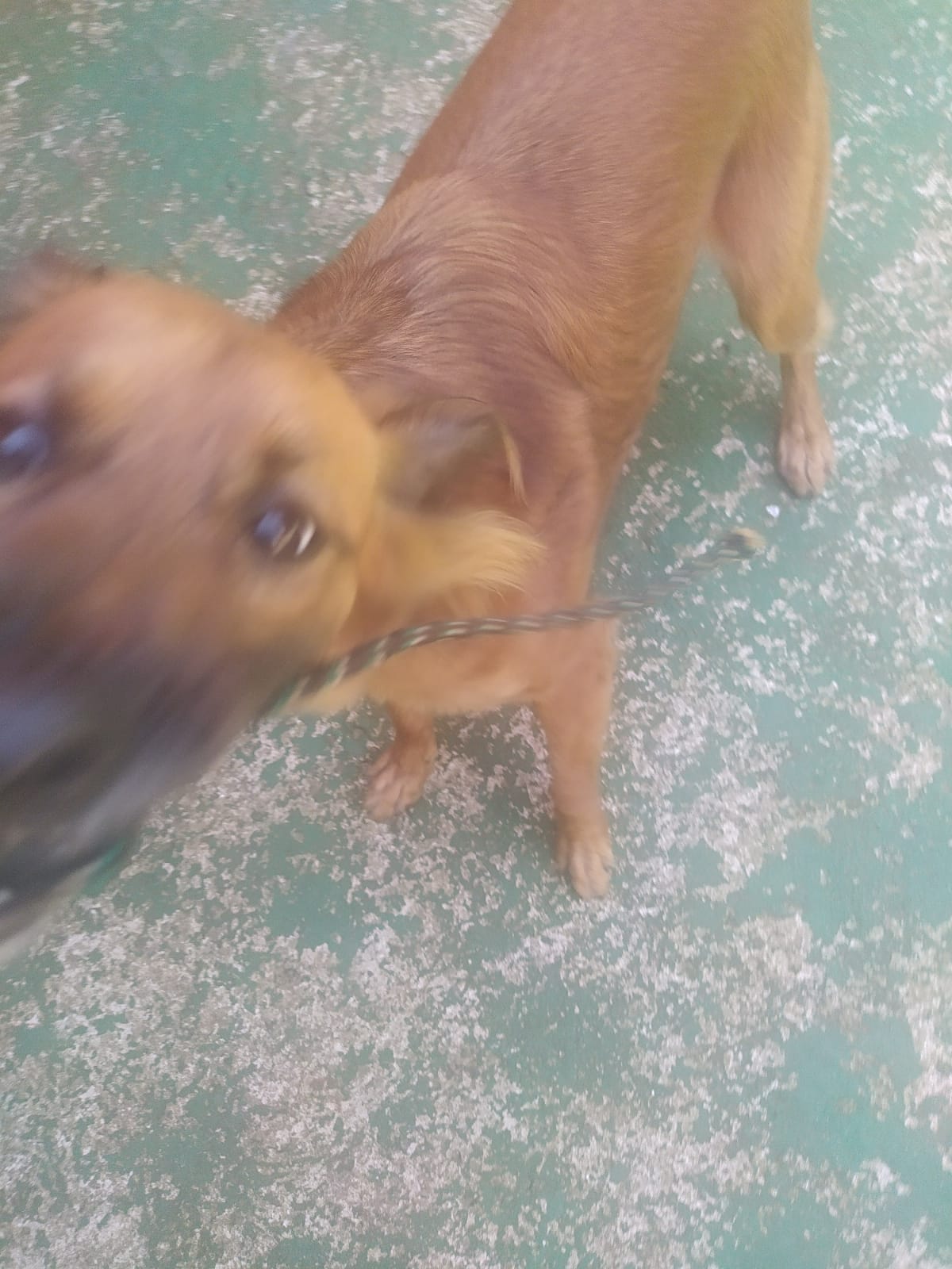 Foto do dia 15/04/2026 10:59  na clínica Animal House