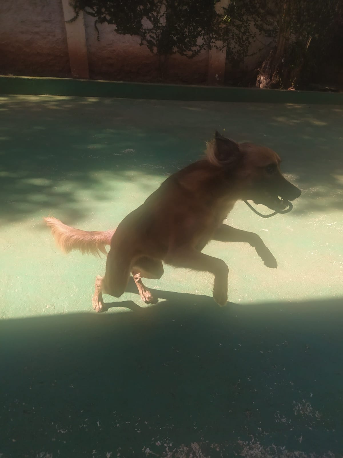 Foto do dia 15/04/2026 10:59  na clínica Animal House