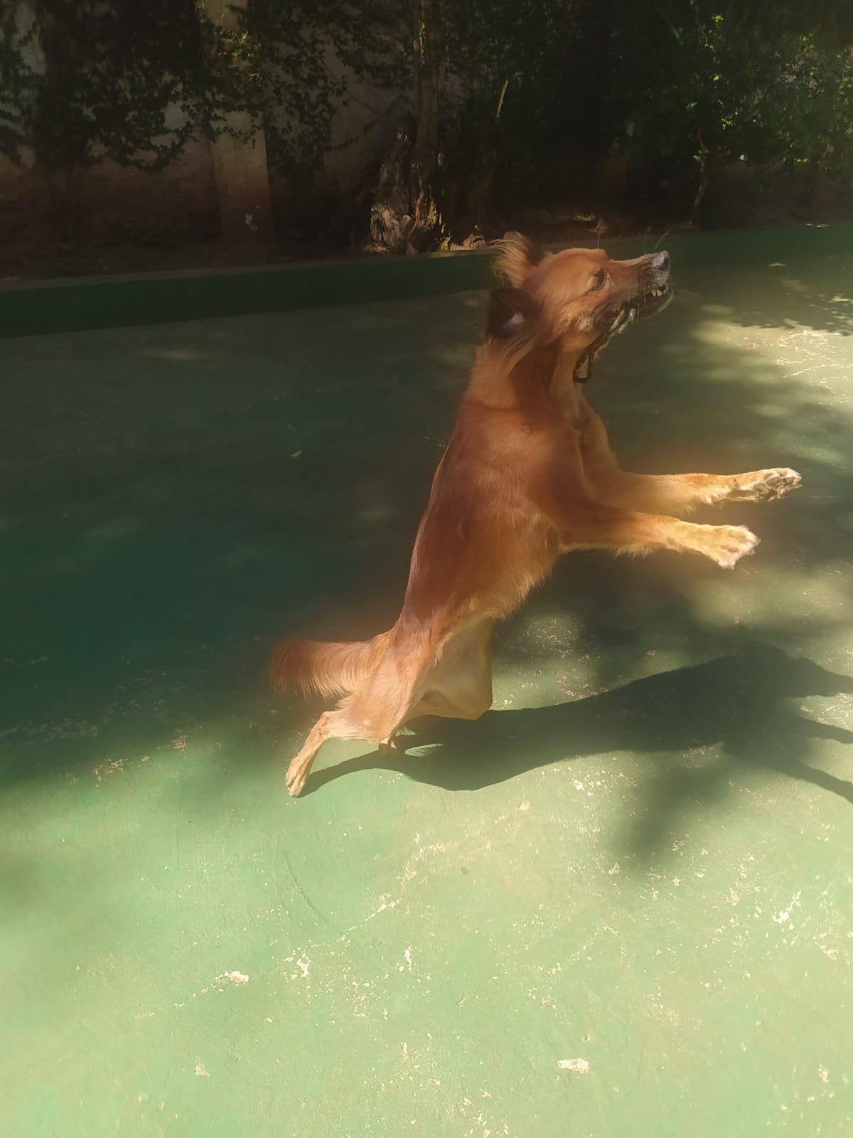 Foto do dia 15/04/2026 10:59  na clínica Animal House