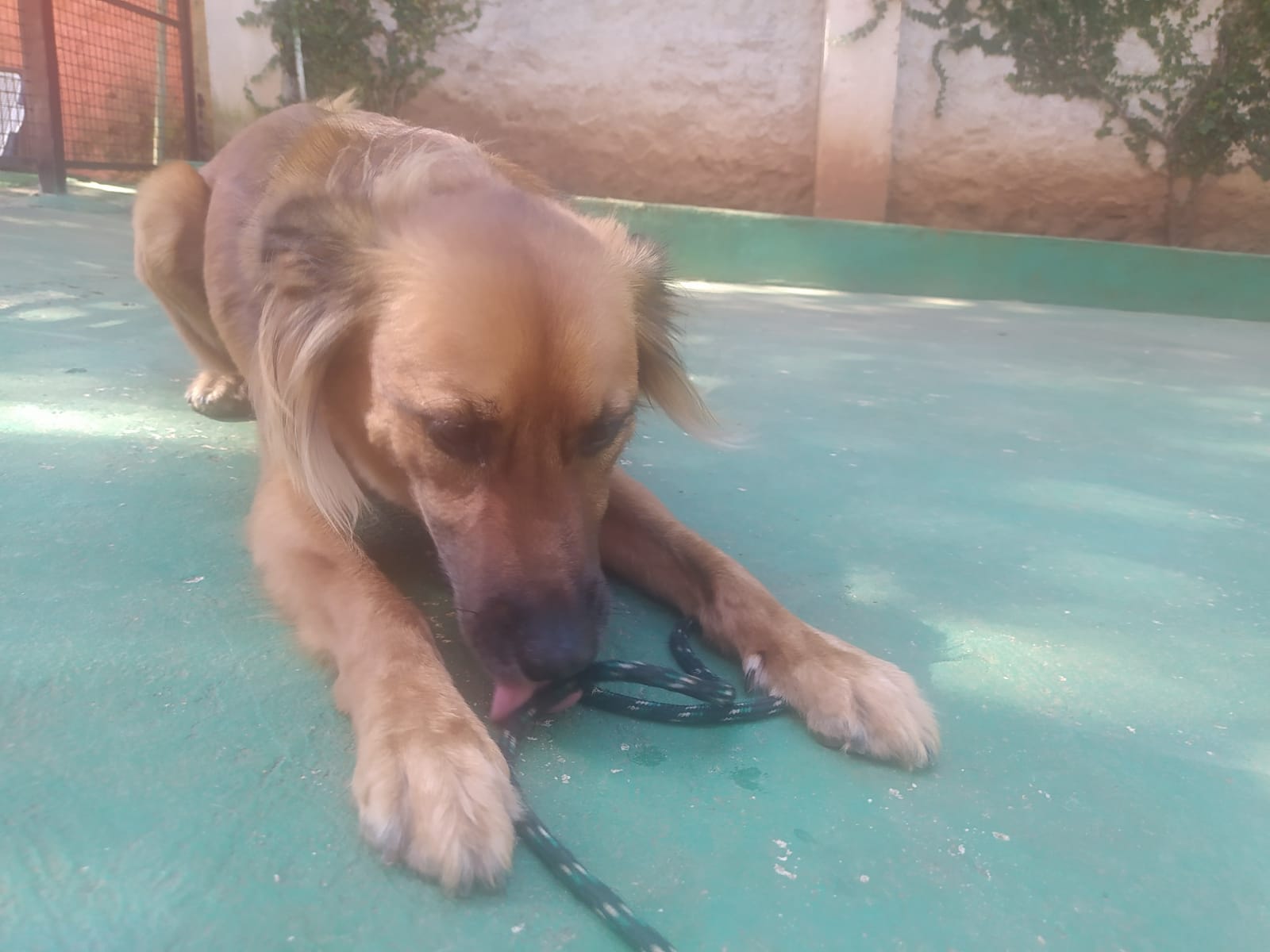 Foto do dia 15/04/2026 10:59  na clínica Animal House